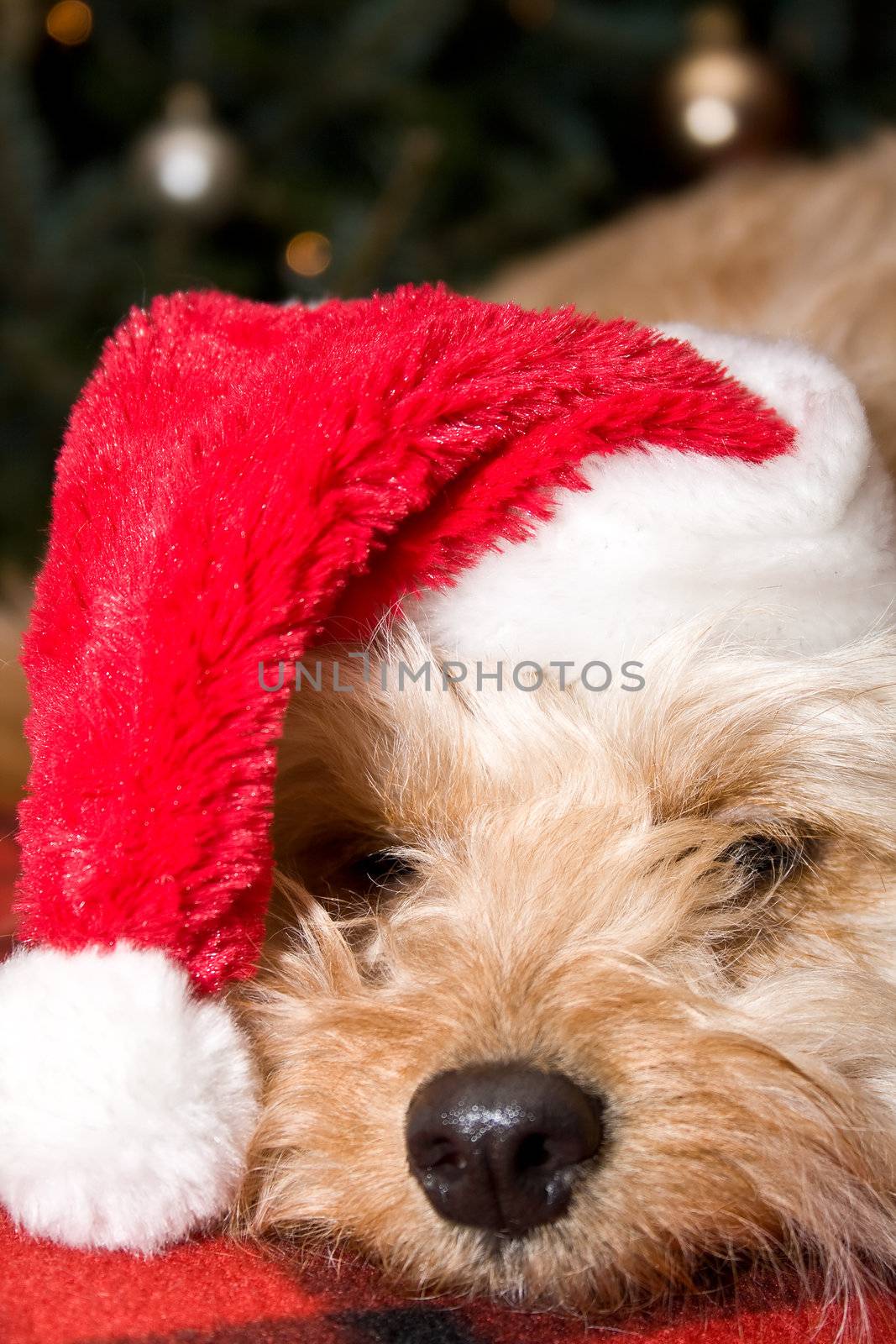 a cute dog in front of a christmas tree with a santa hat