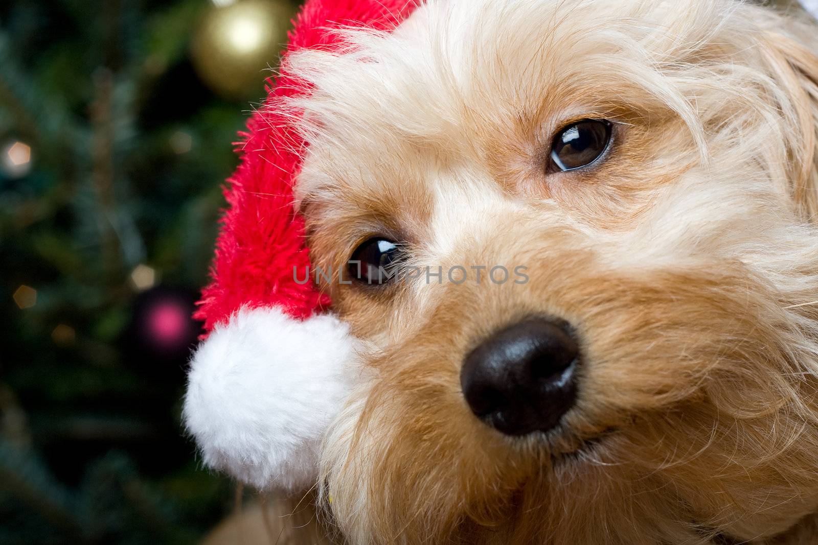 santa puppy by snokid