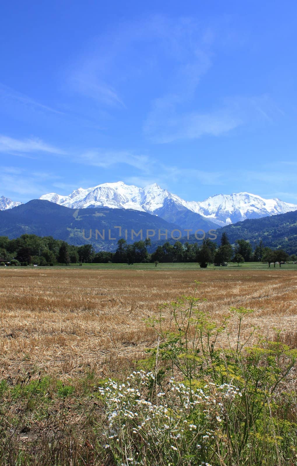 mountain Mont-Blanc and trees