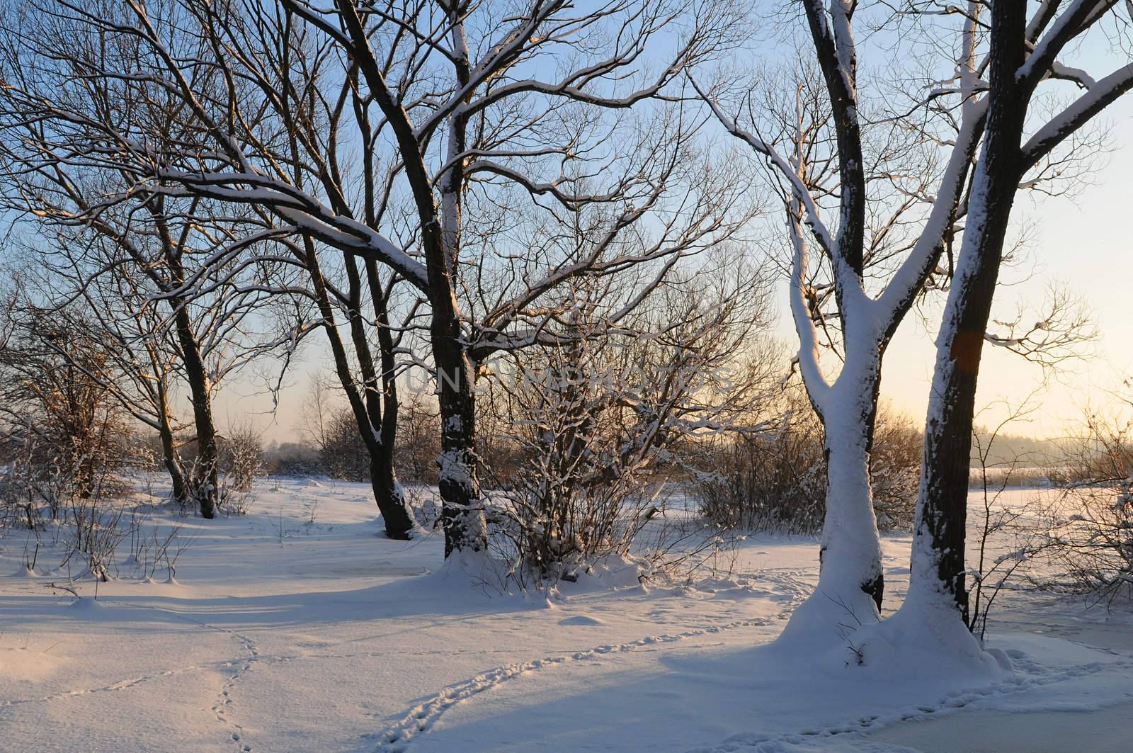 Beautiful winter sunset with trees in the snow