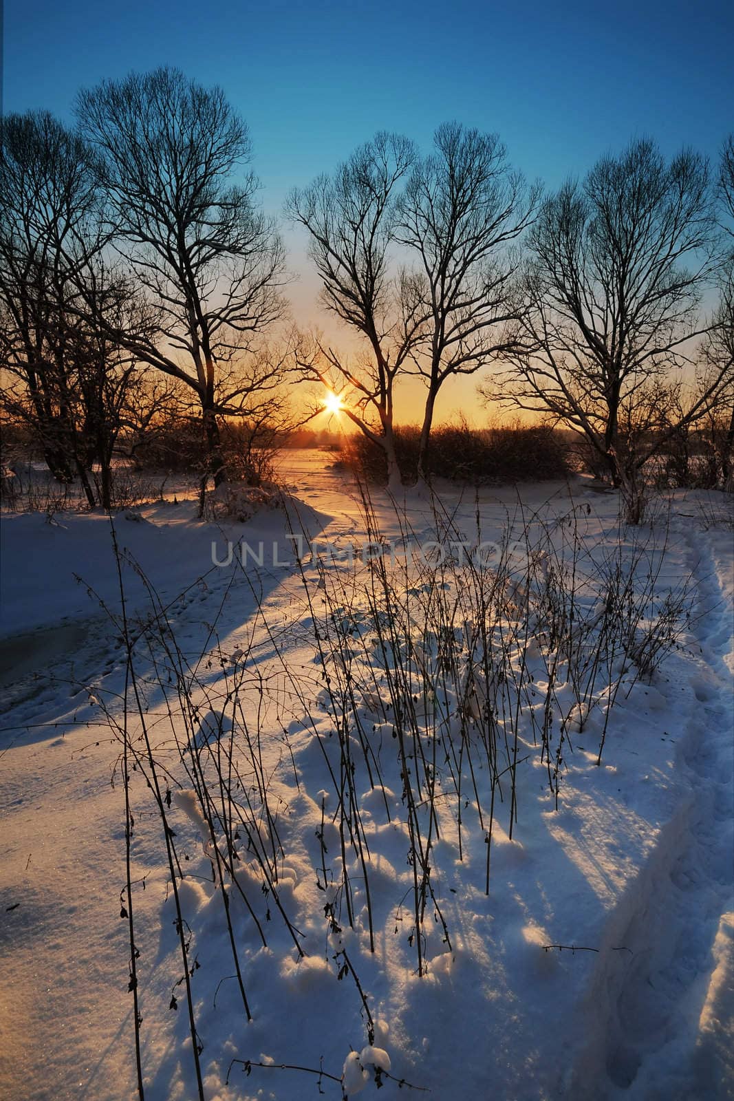 Beautiful winter sunset with silhouette of trees in the snow 