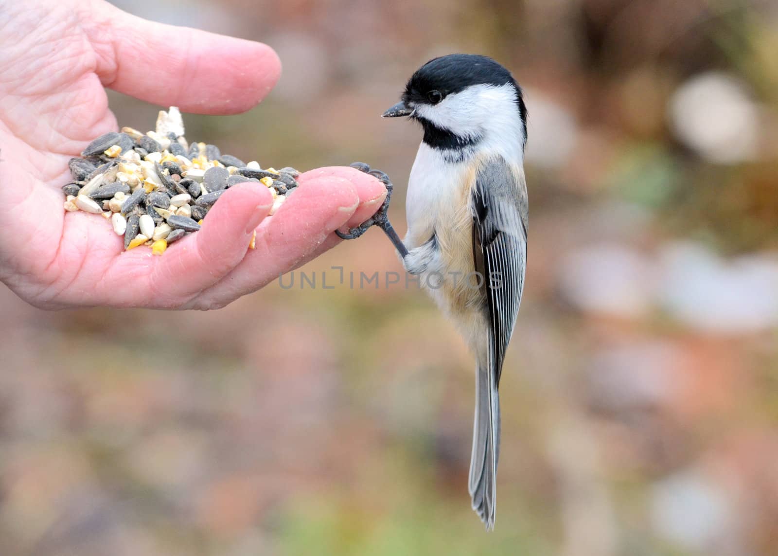 A black-capped chickadee perched on a hand eating bird seed.