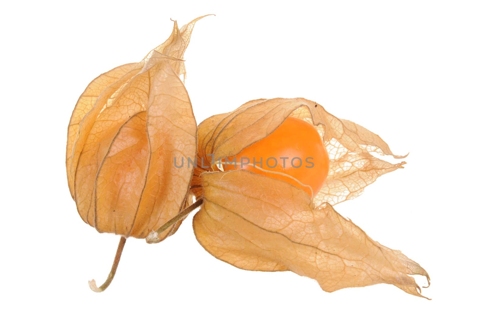 Delicious physalis in close-up isolated on white background