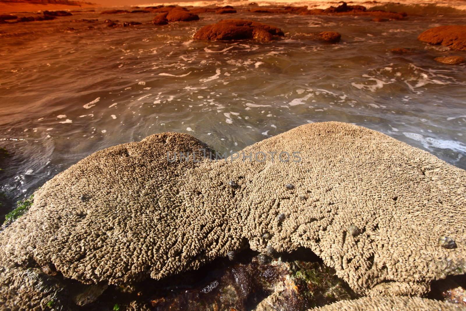 Reef stones an ocean water