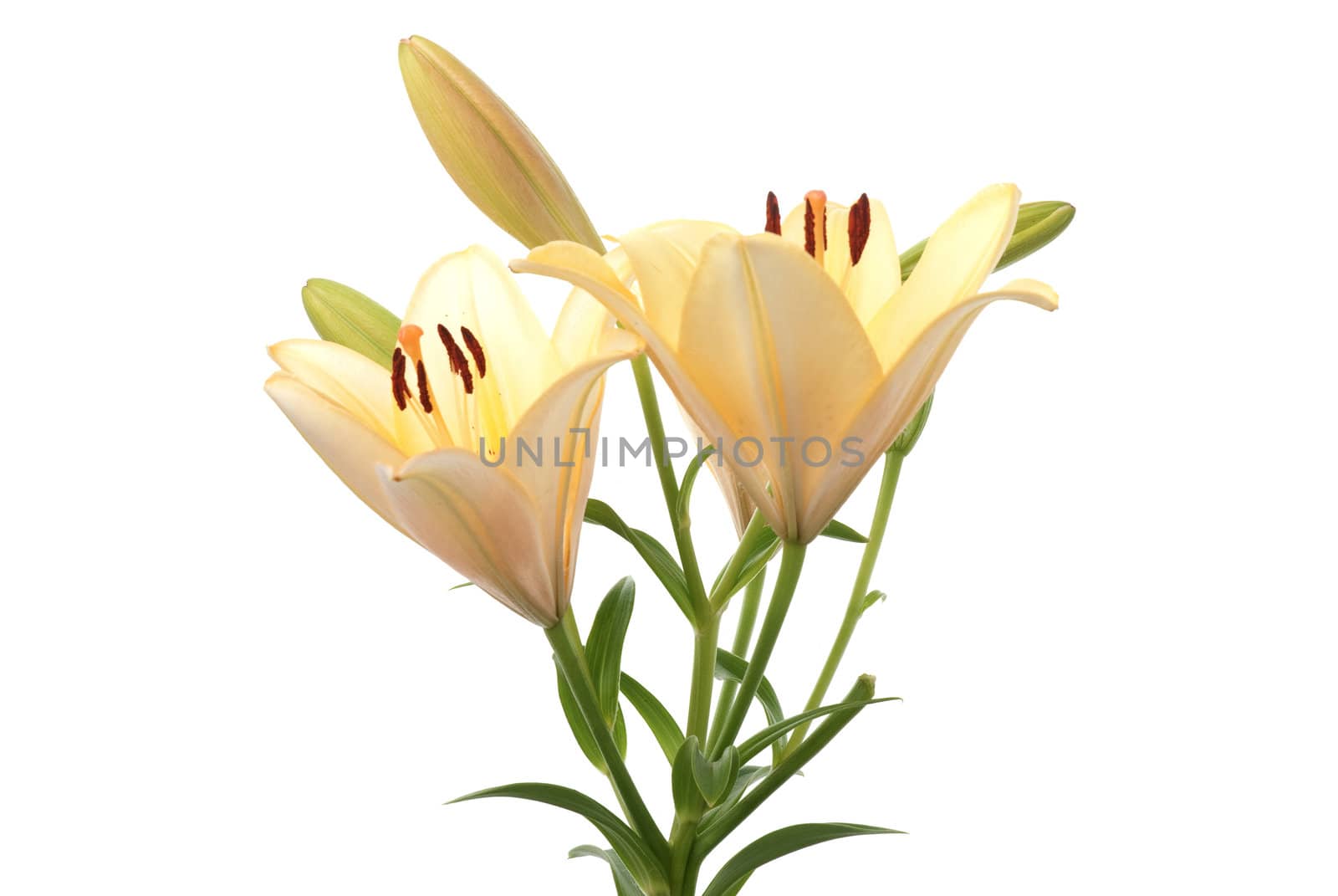 Beautiful yellow lilies isolated on white background.