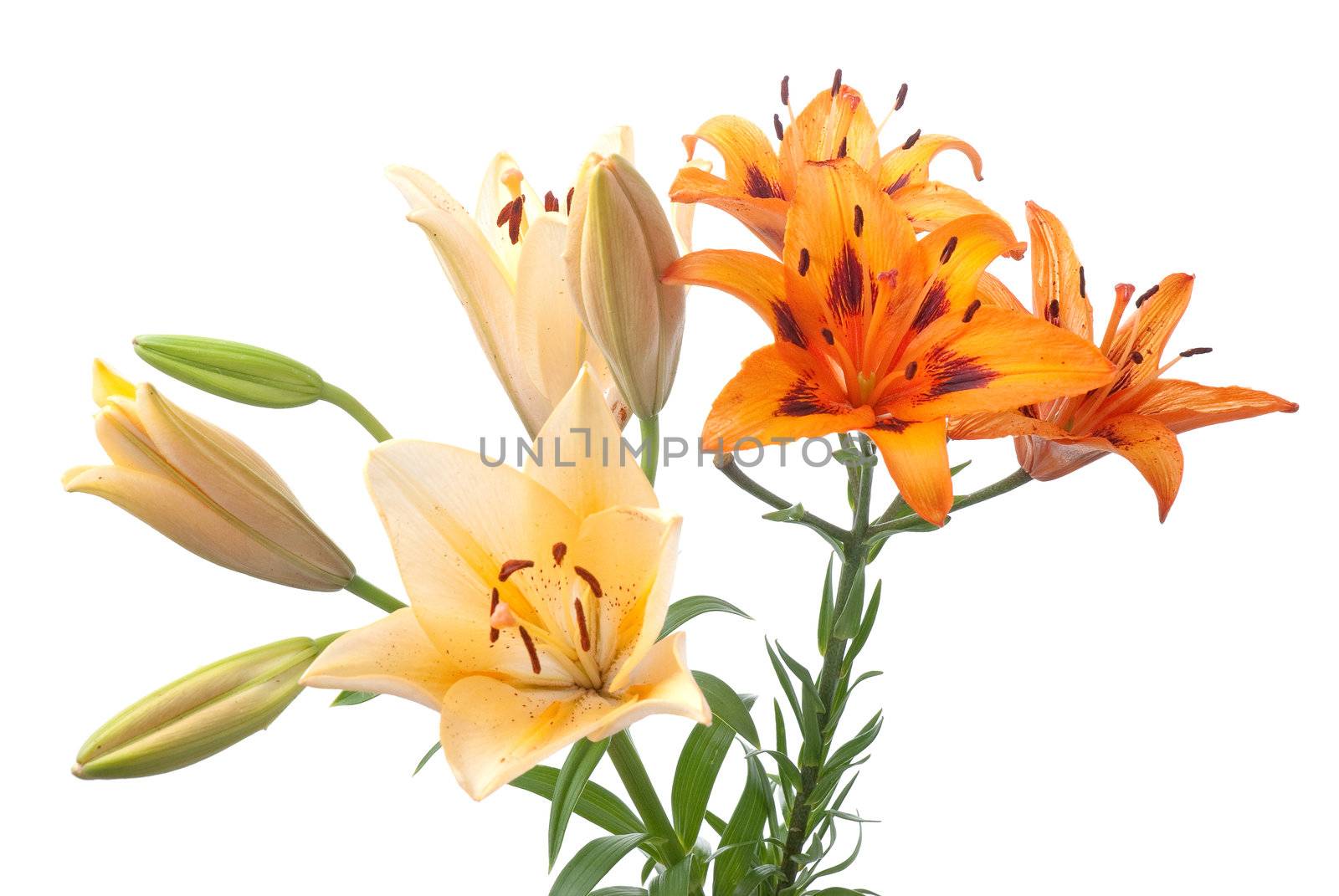 Colorful fresh lillies isolated on a white background.
