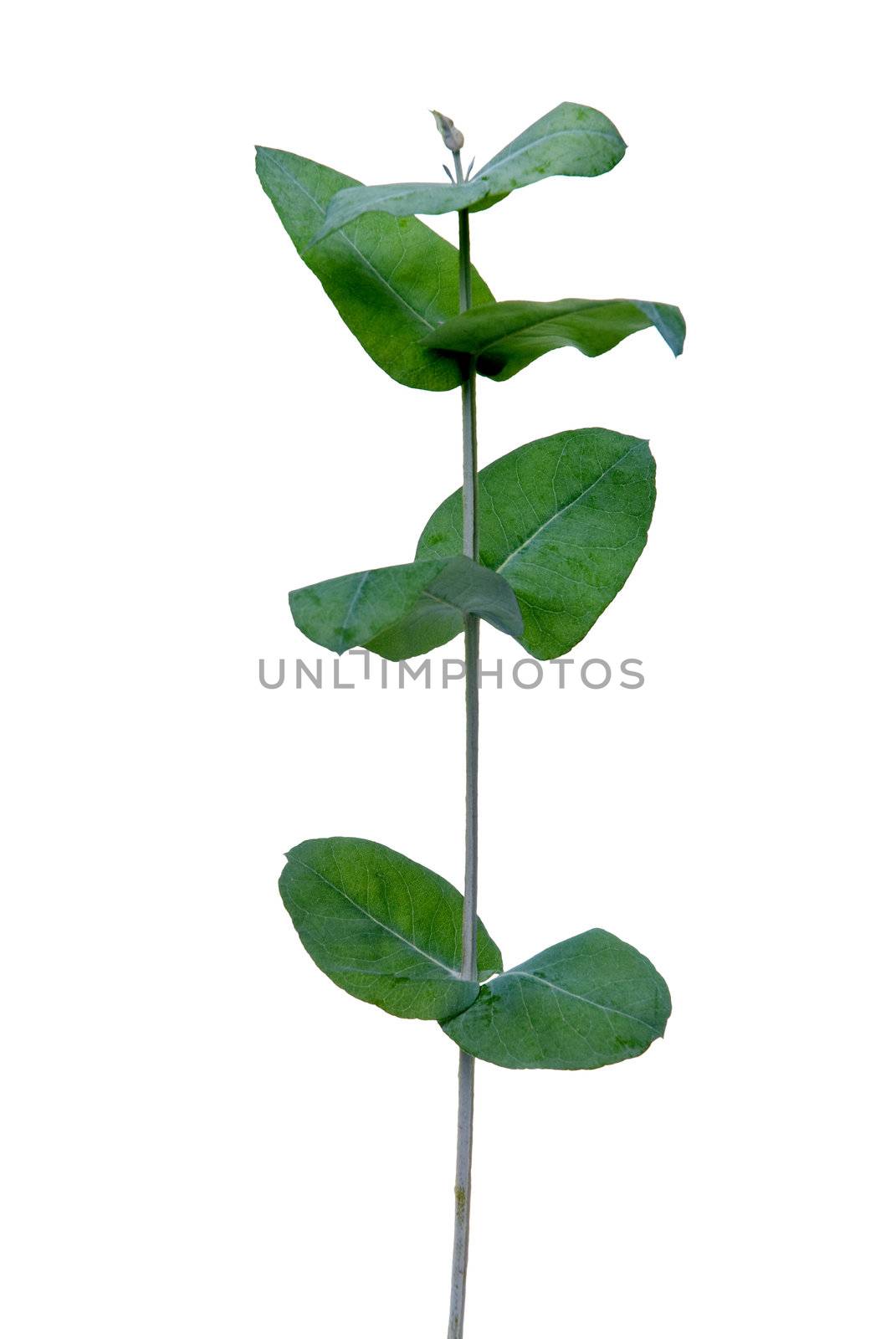 Eucalyptus leaves isolated on white background.