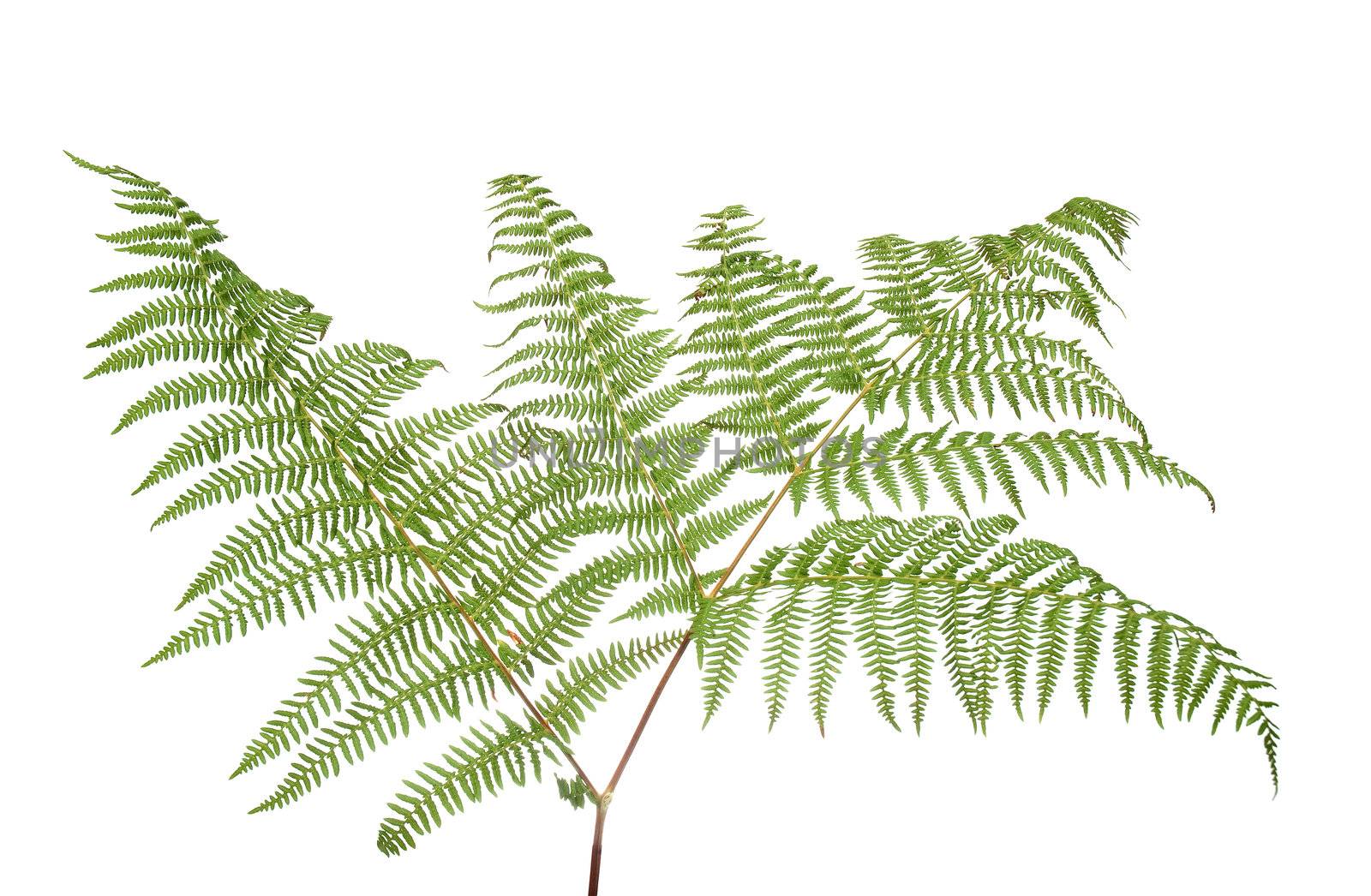 Fern leaf isolated on white background.