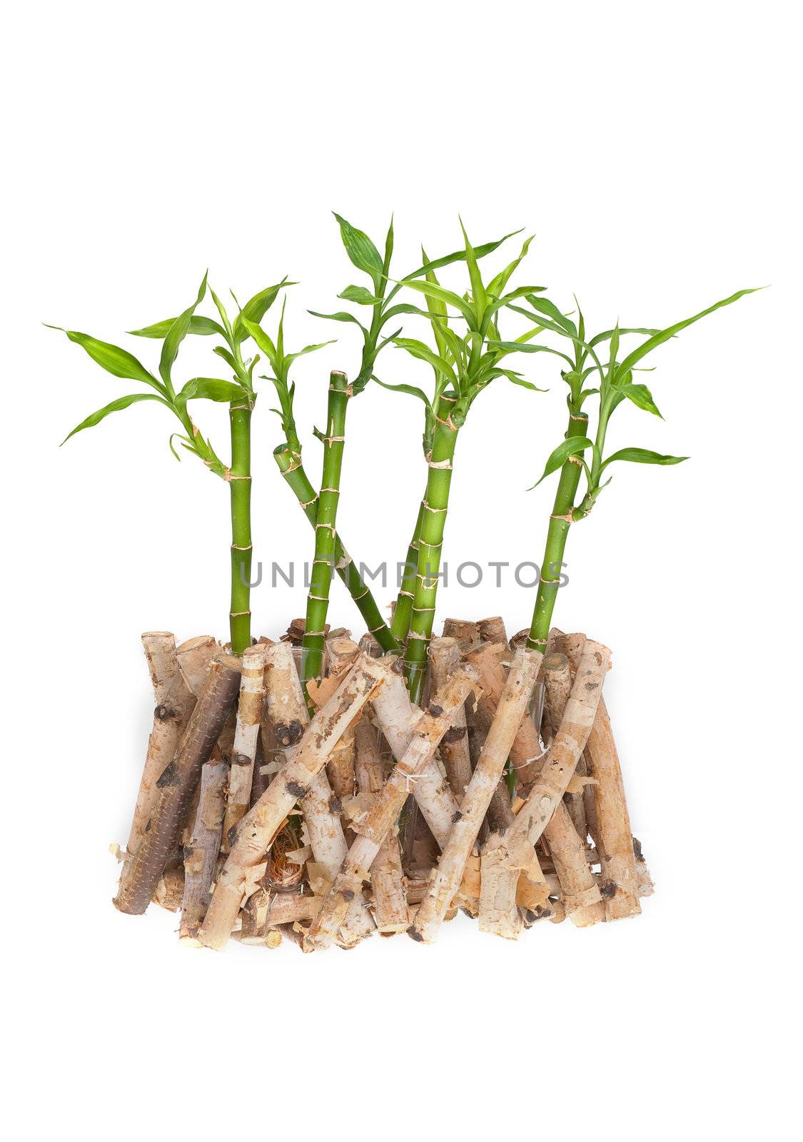 Green bamboo isolated on white background.