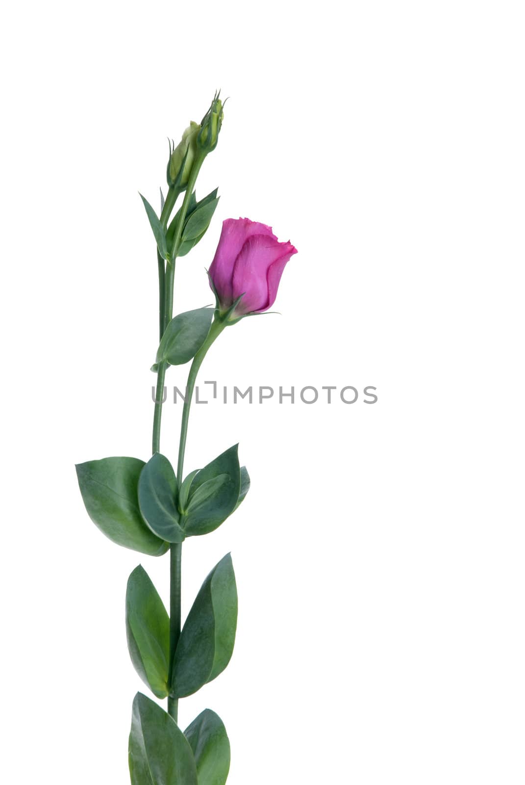 Beautiful pink flower isolated on white.