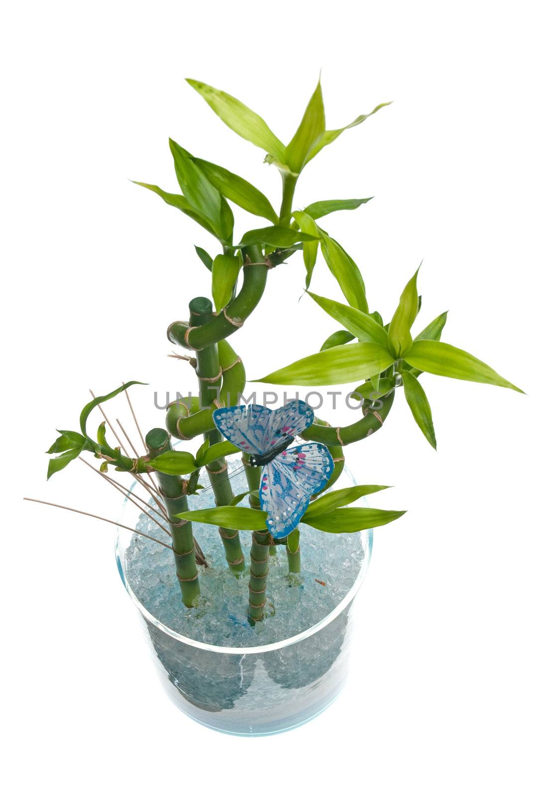 Glass jar with bamboo isolated on white background.