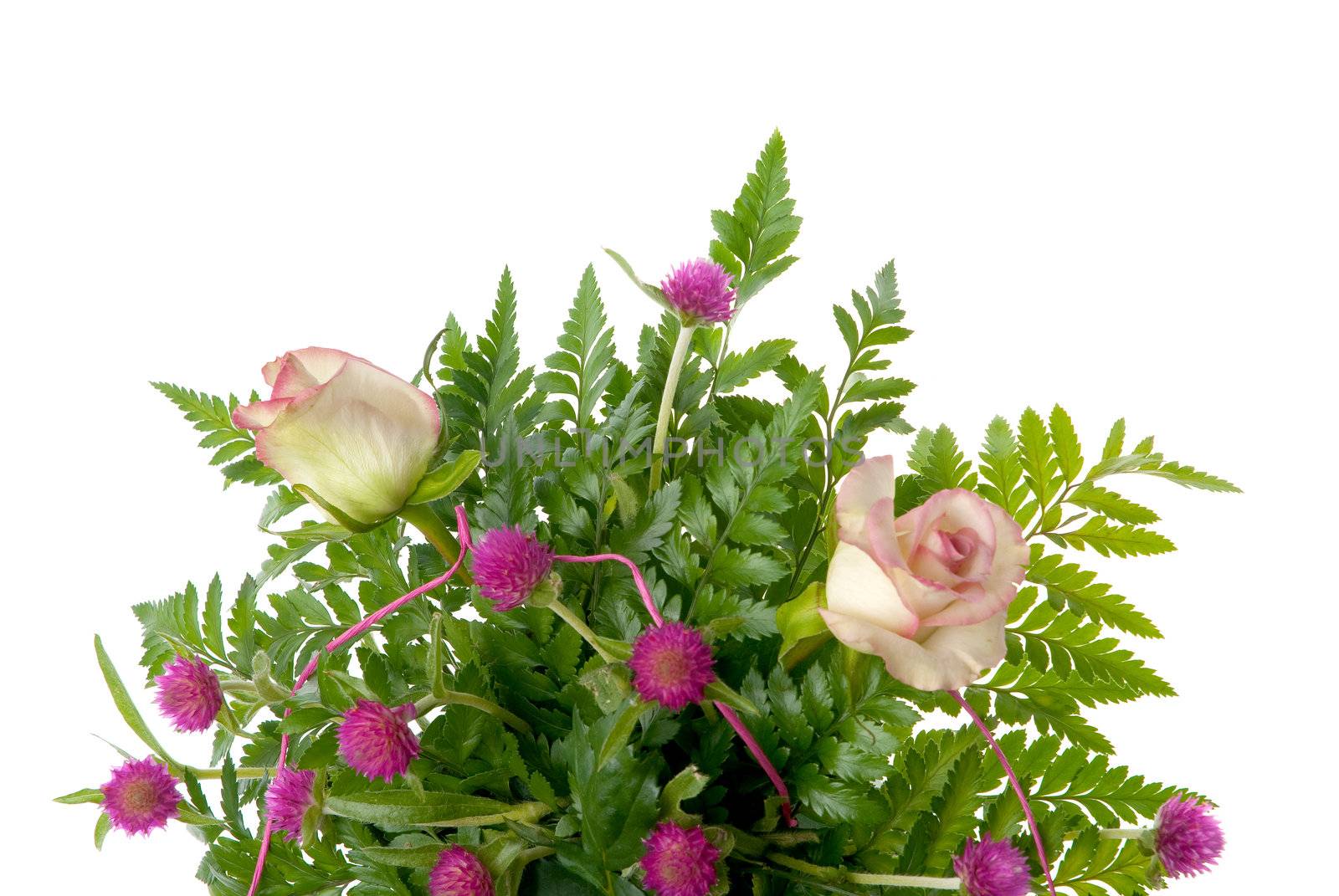 Detail of bouquet of roses on white background.