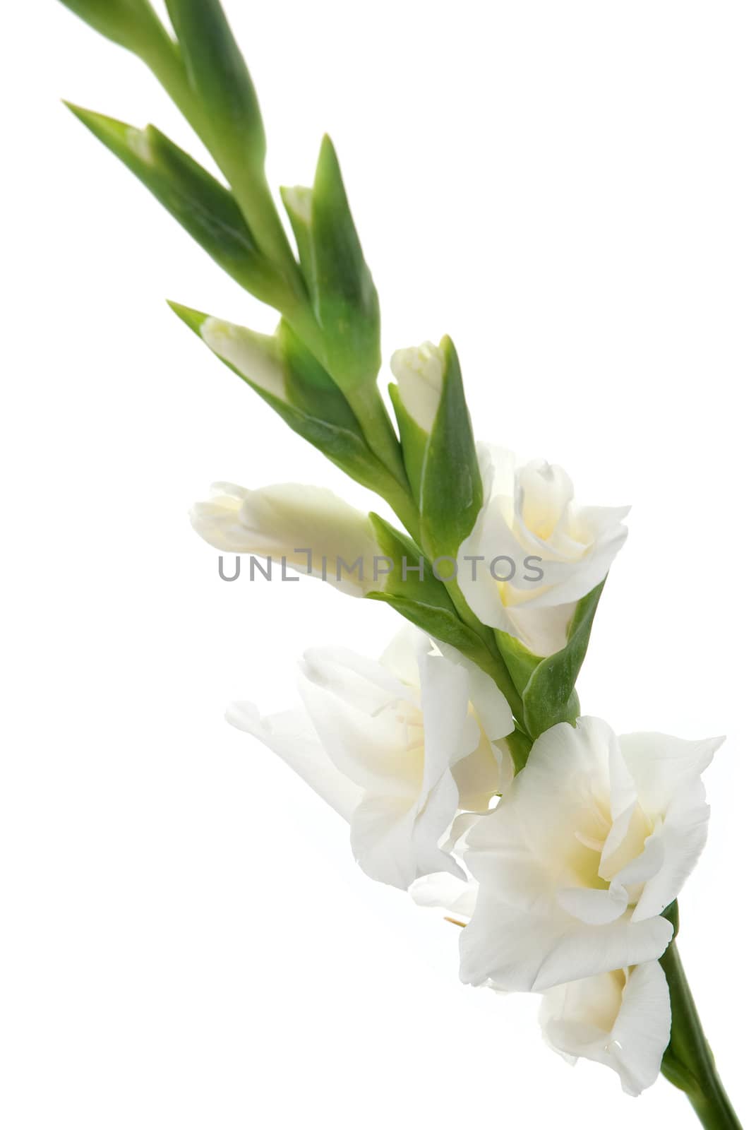 Beautiful White Gladiolus detail isolated on white background.