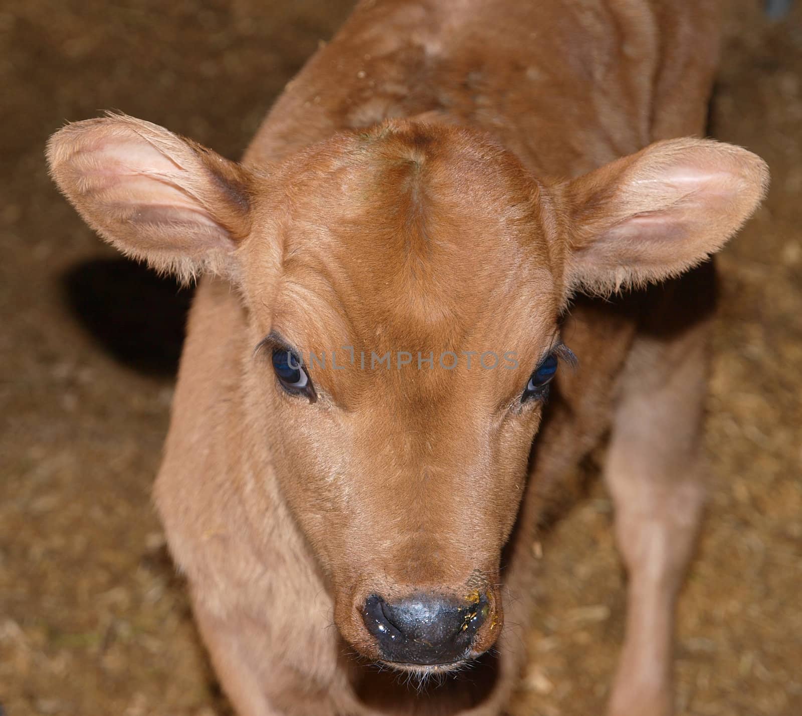 Face Shot of a jersey Calf        