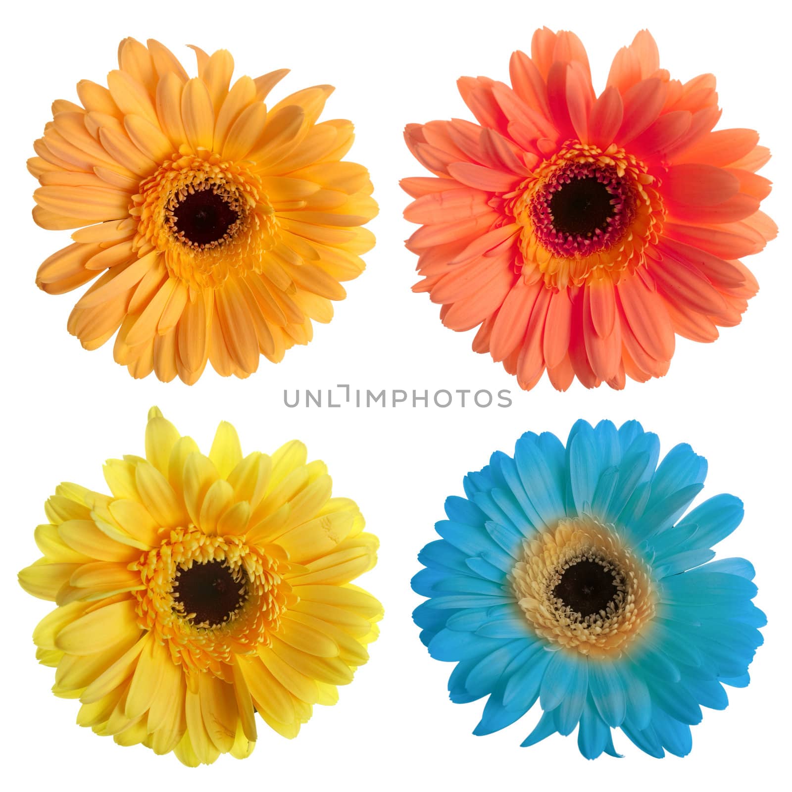 Set of gerbera flowers isolated on white background.