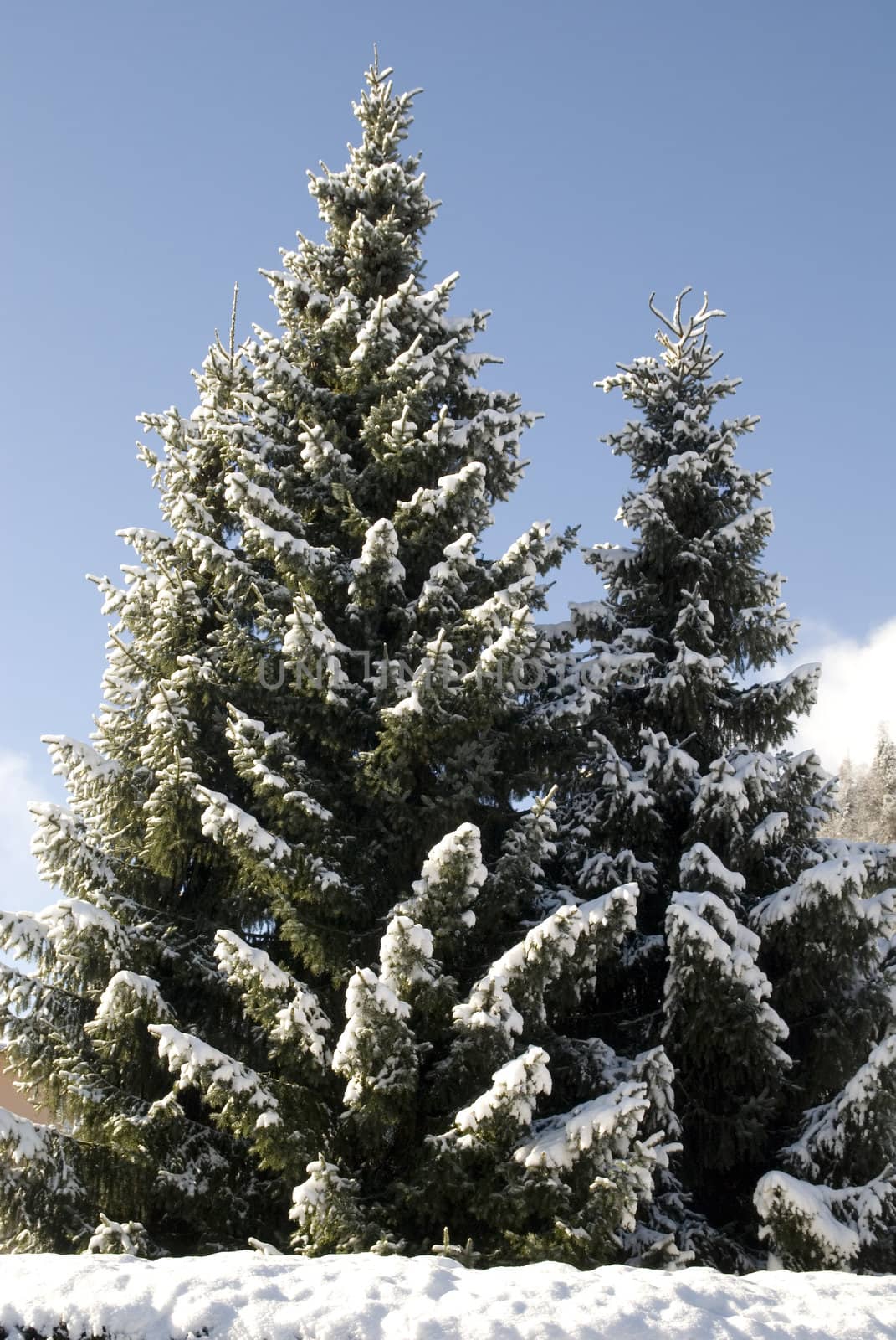 Shot of snow covered fir tree in austrian winter.