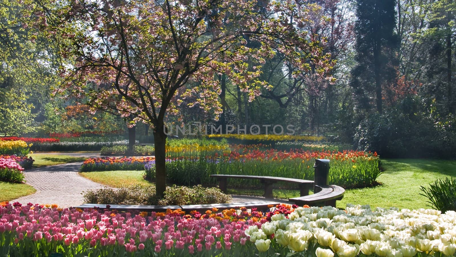 Benches under cherry tree in park  by Colette