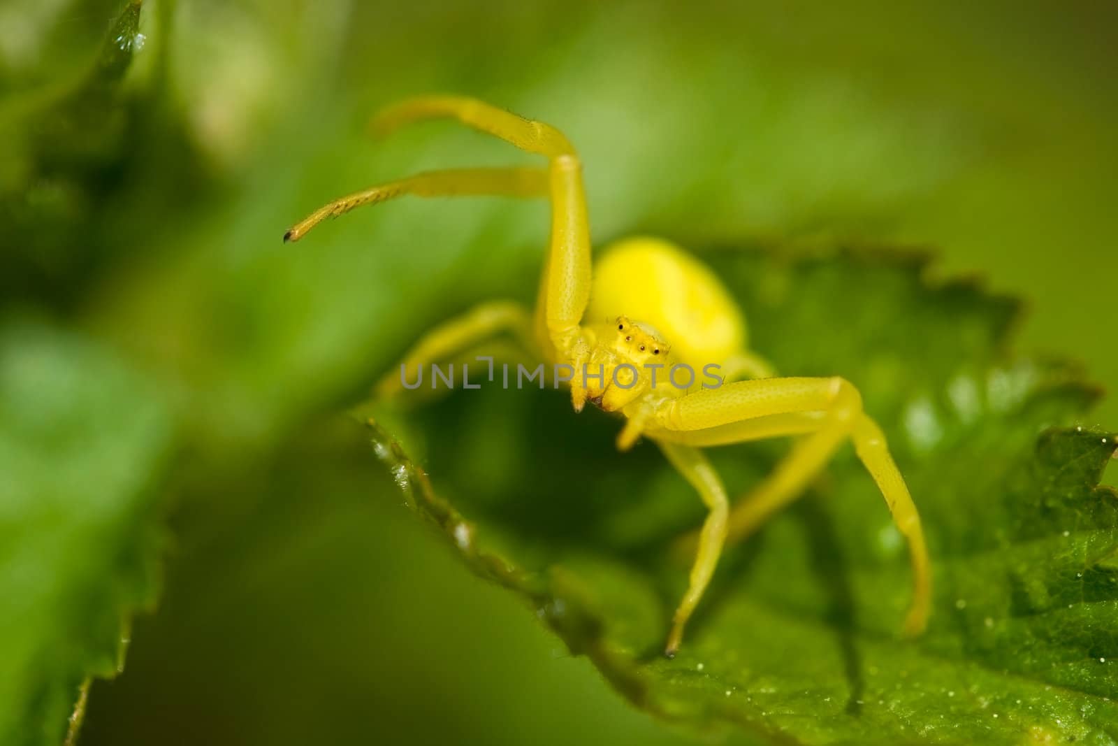 Yellow crab spider on green background