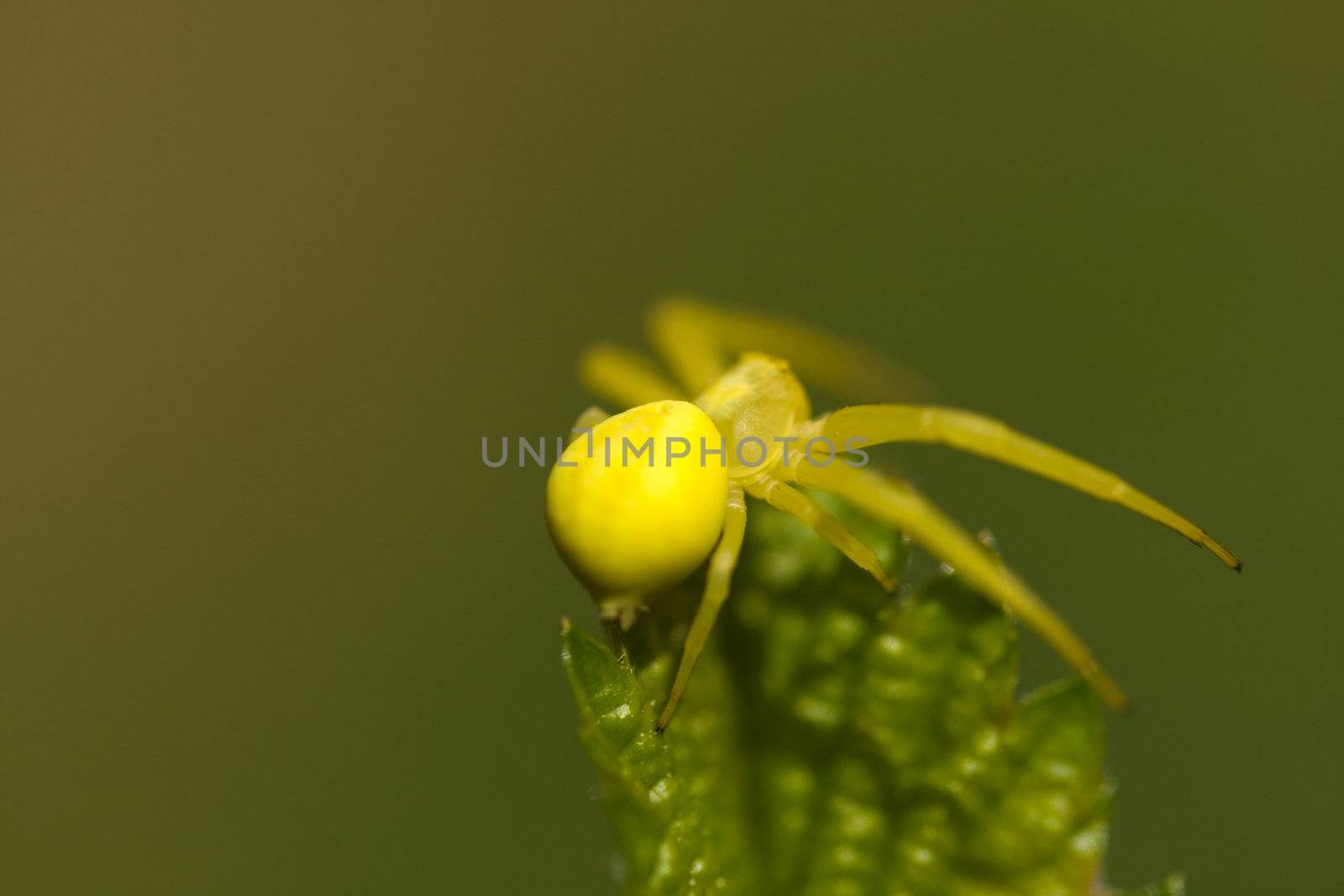 Yellow crab spider on green background