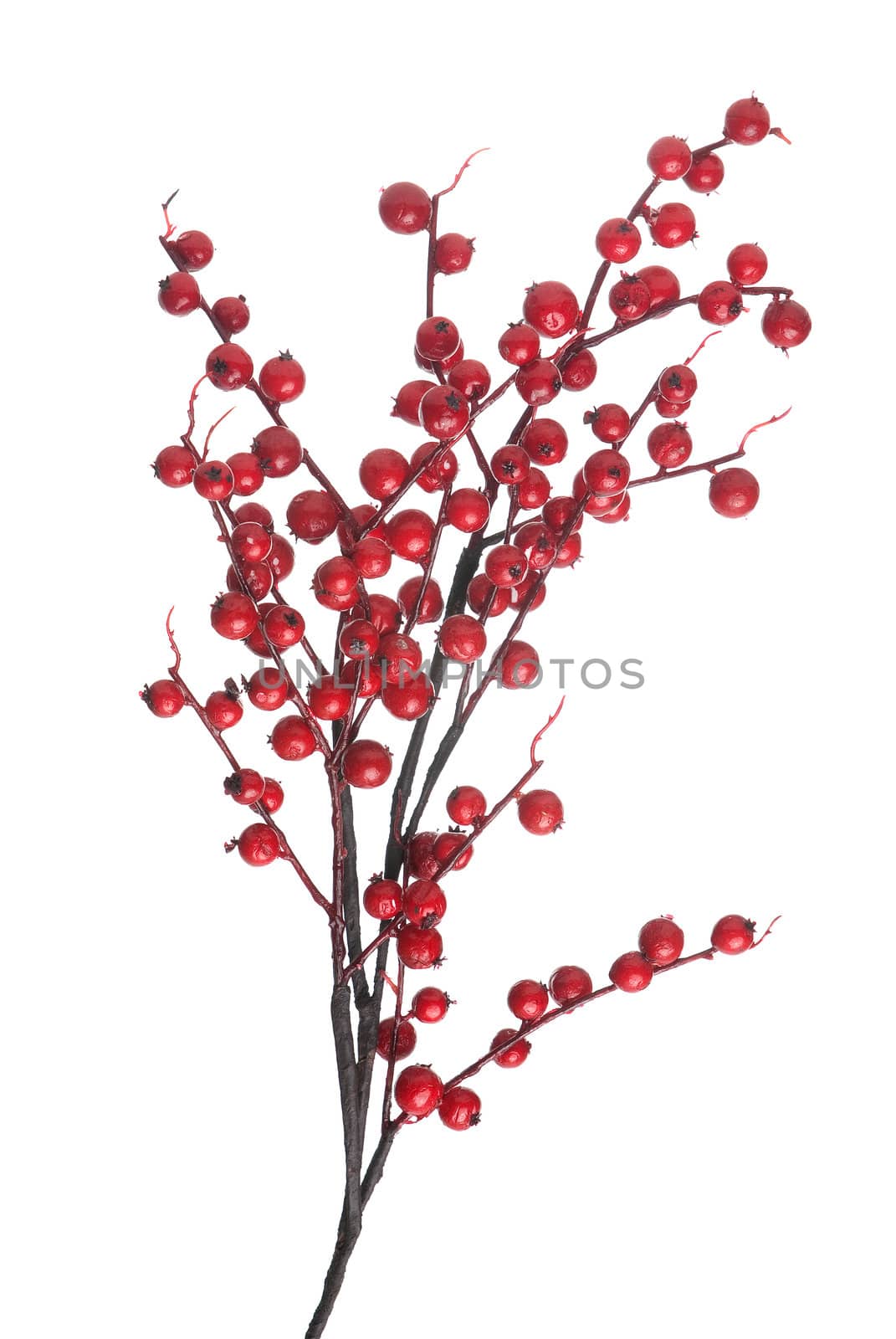 Christmas decoration branch with red balls on white background.
