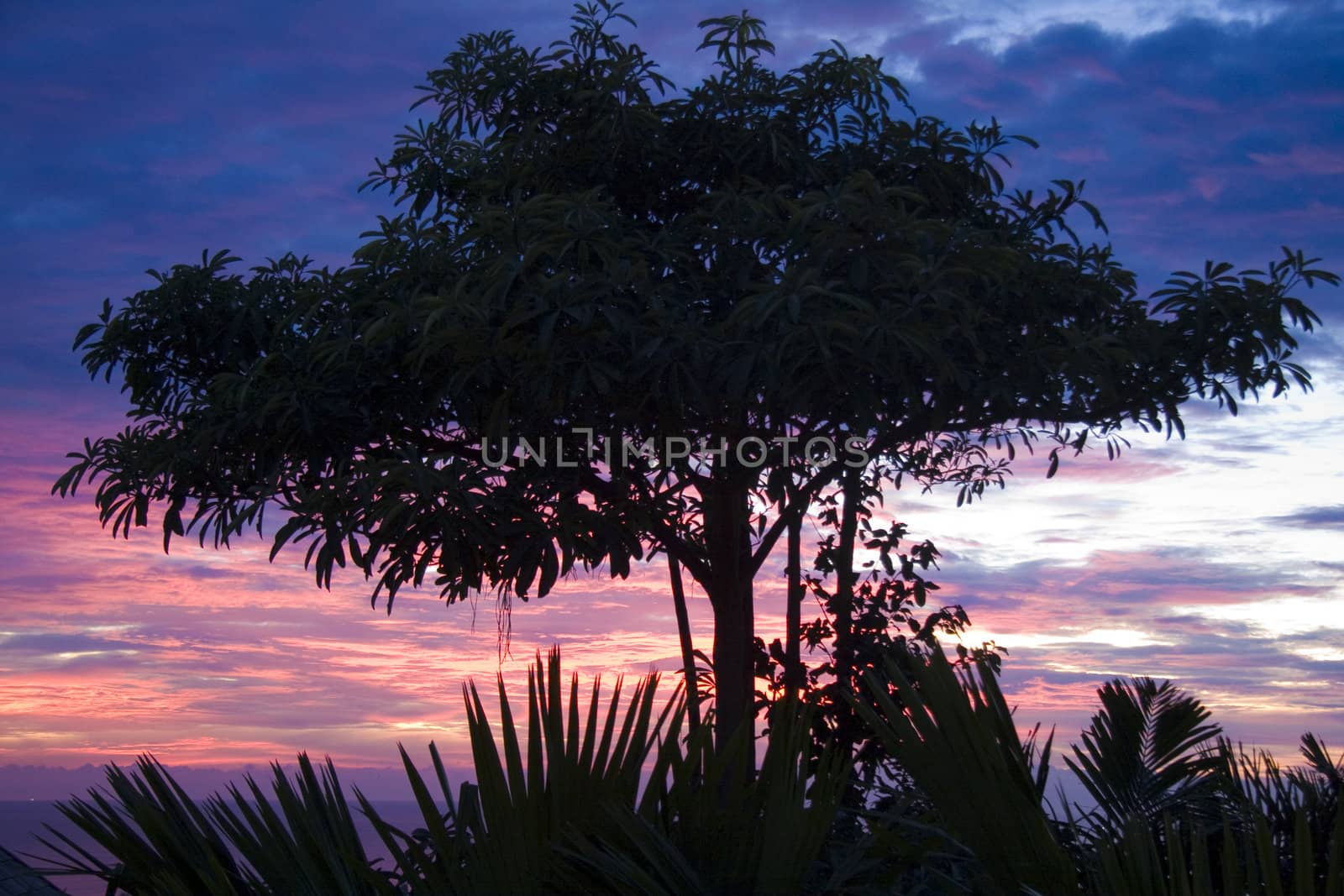 Tree silhouetted against a tropical sunset sky