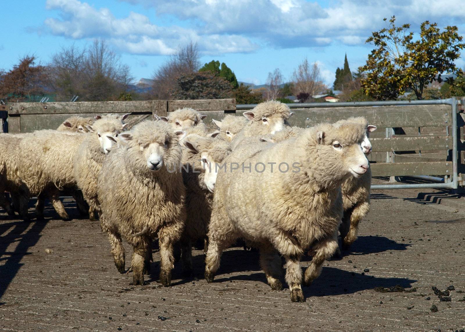 A mob of sheep being shifted to a new yard      