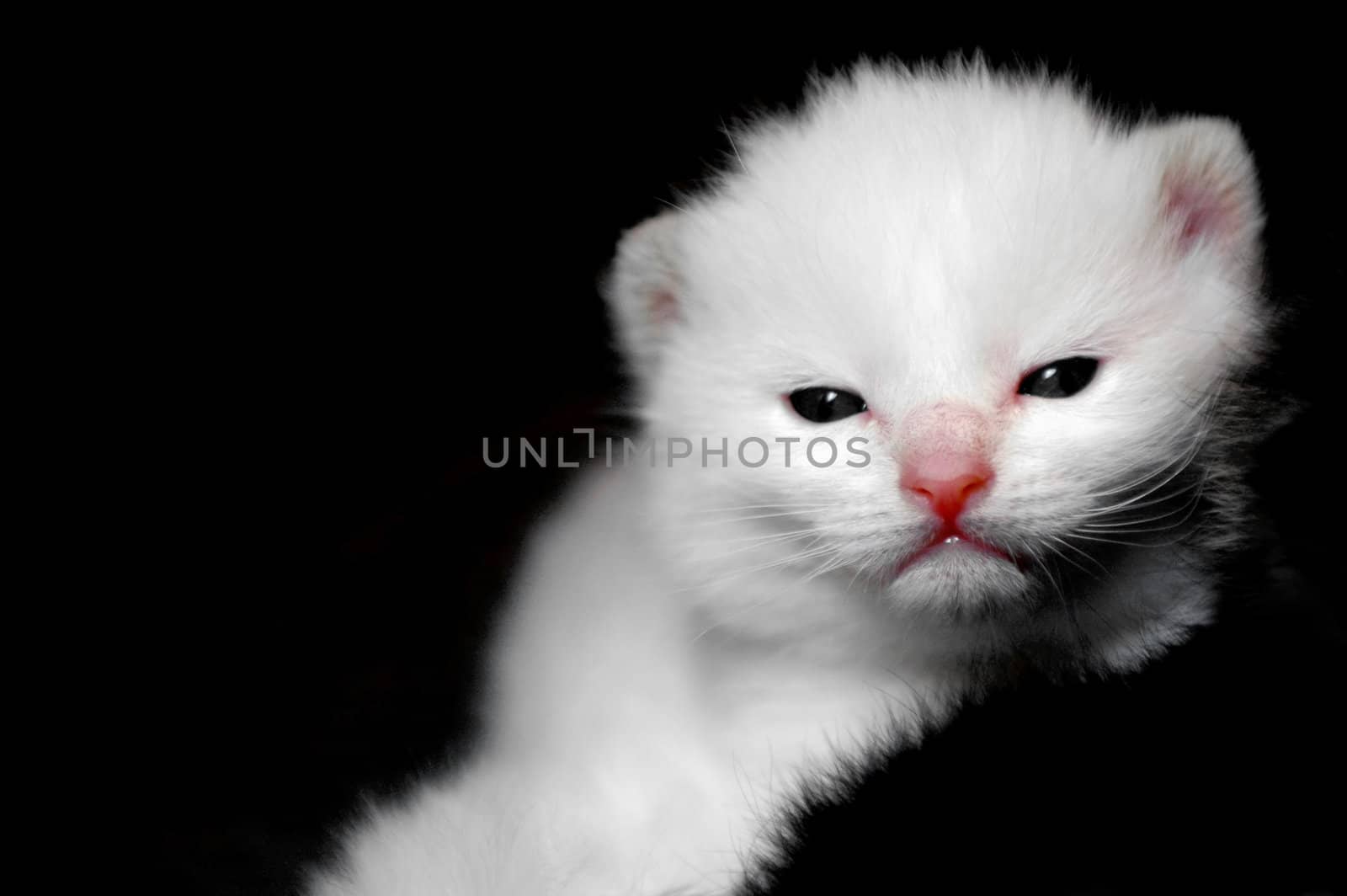 white kitten on a black background