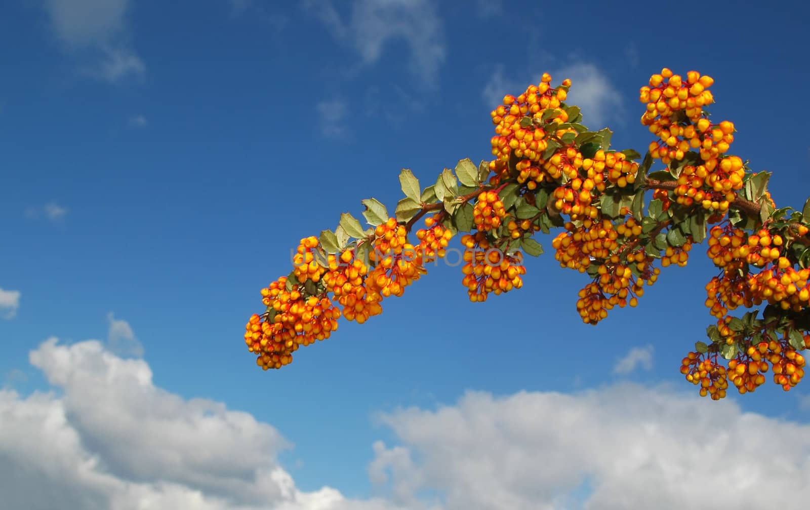 colorful seasonal berries against a cloudy blue sky