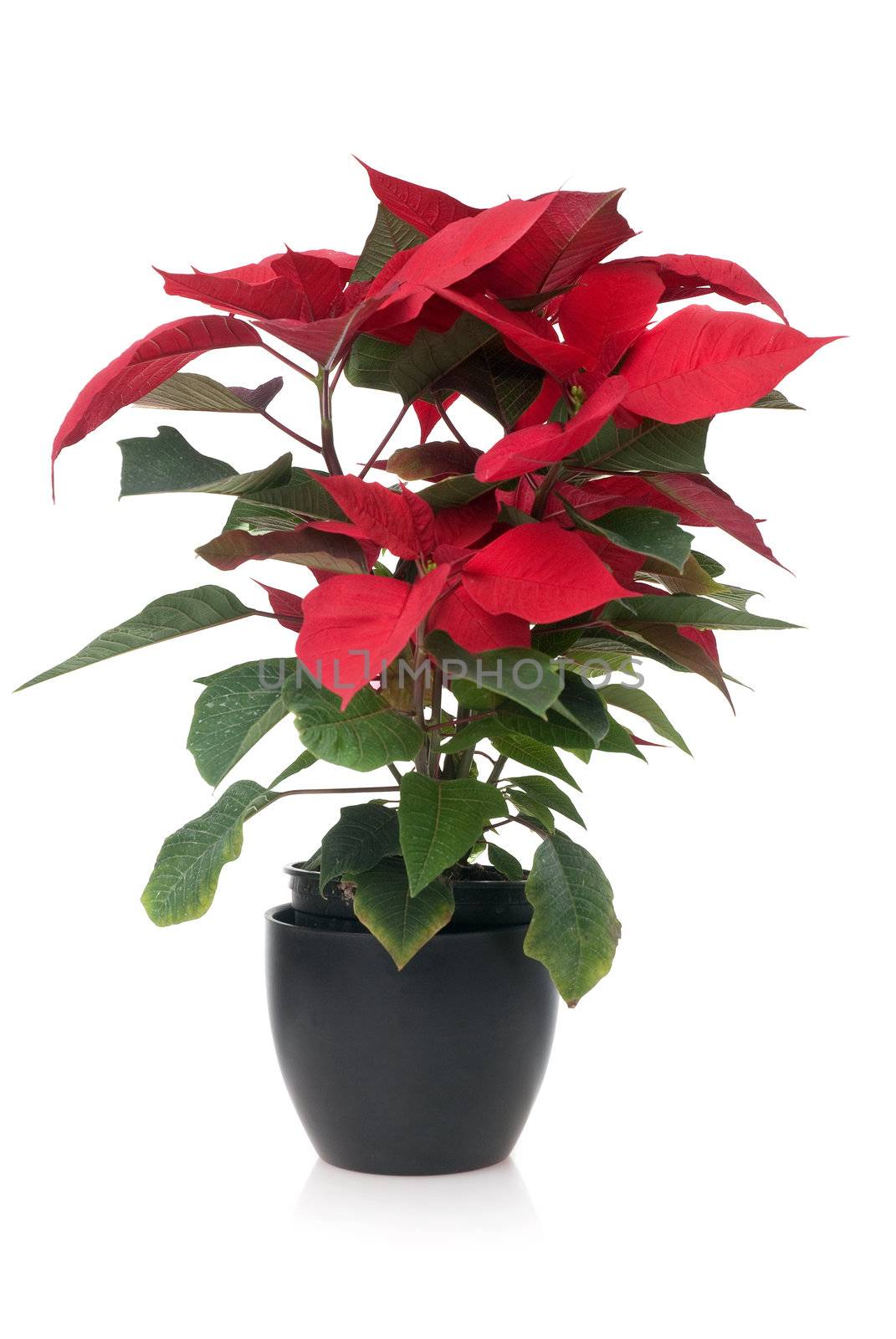 Red poinsettia, Christmas plant isolate on white background.