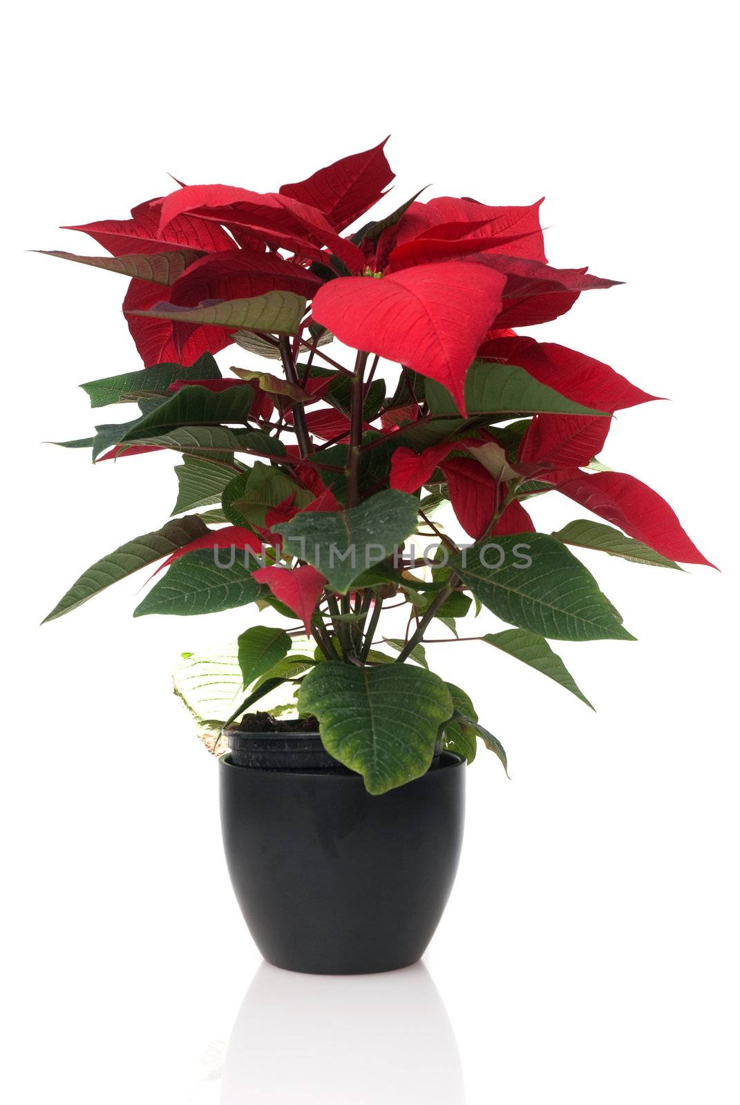 Red poinsettia, Christmas plant isolate on white background.