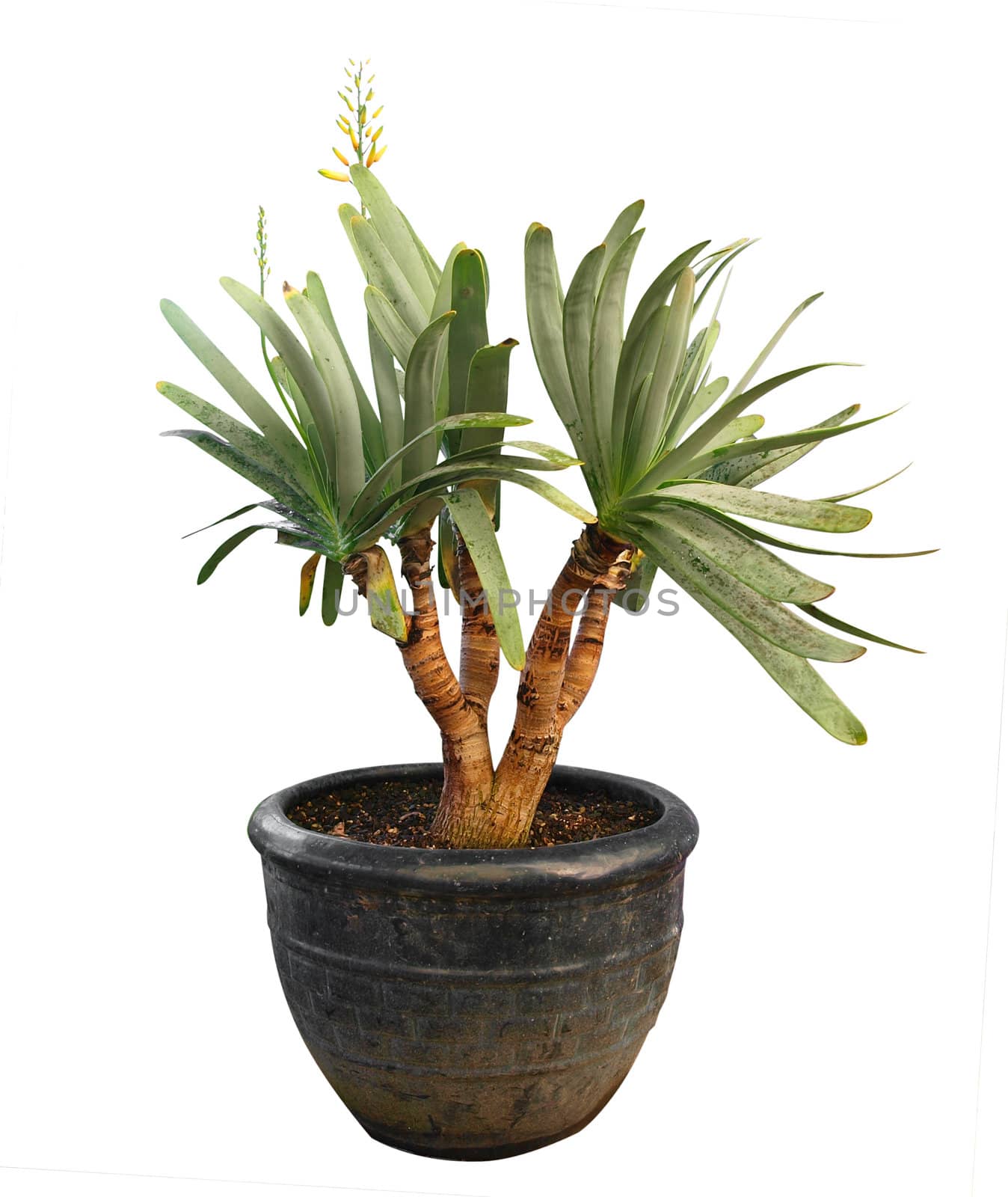 Yucca isolated with clipping path
      