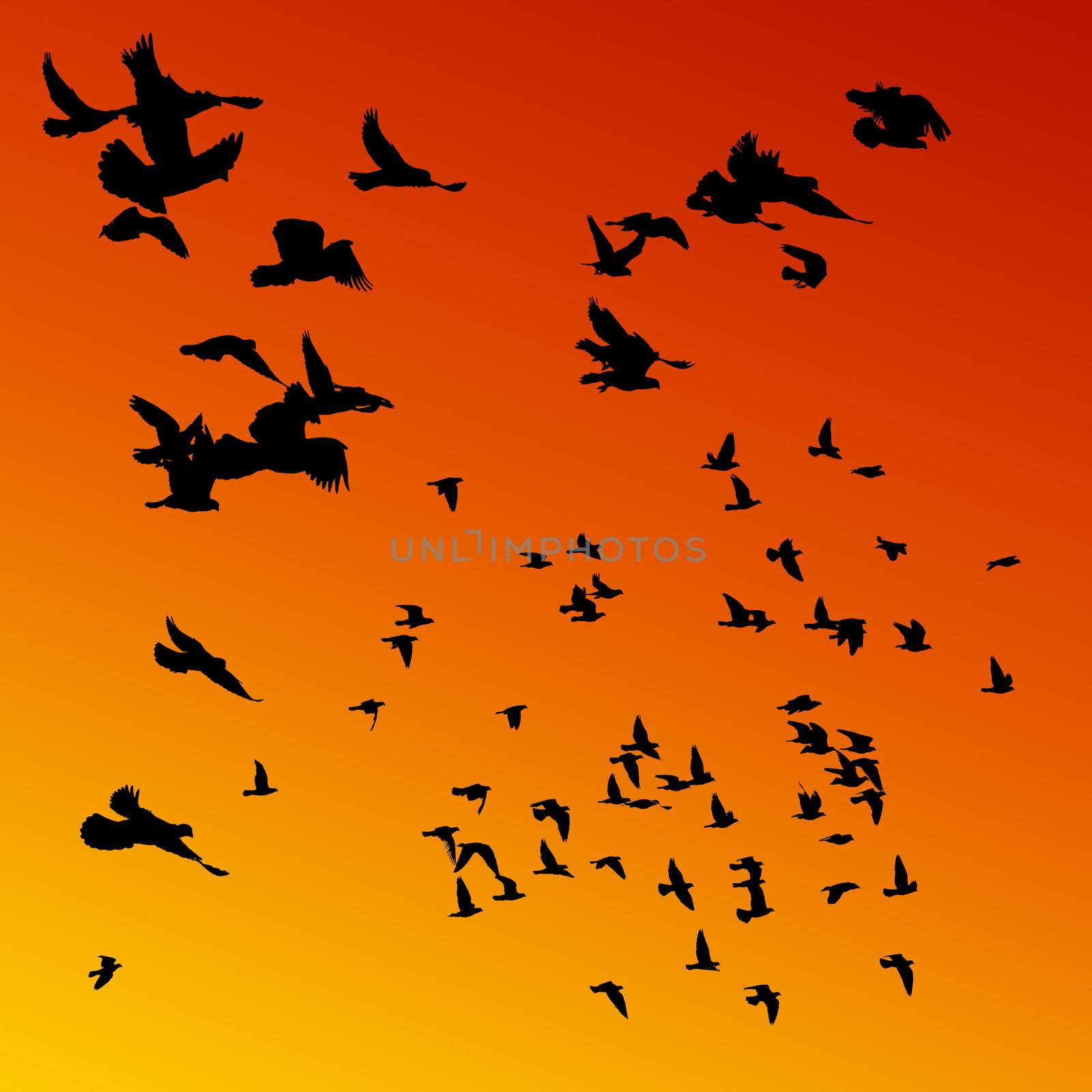 Pigeons flying by homydesign