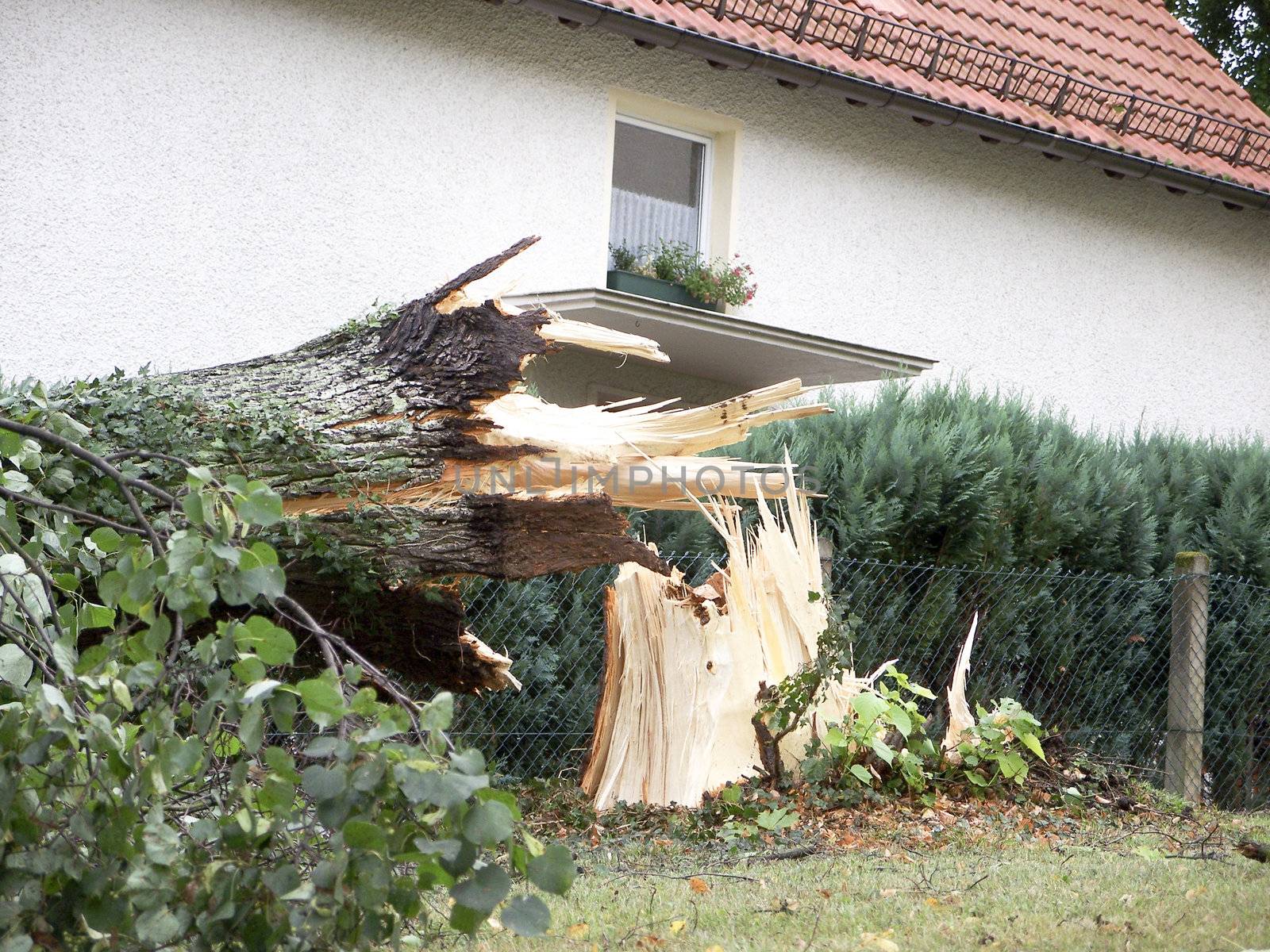Broken tree after a hurricane