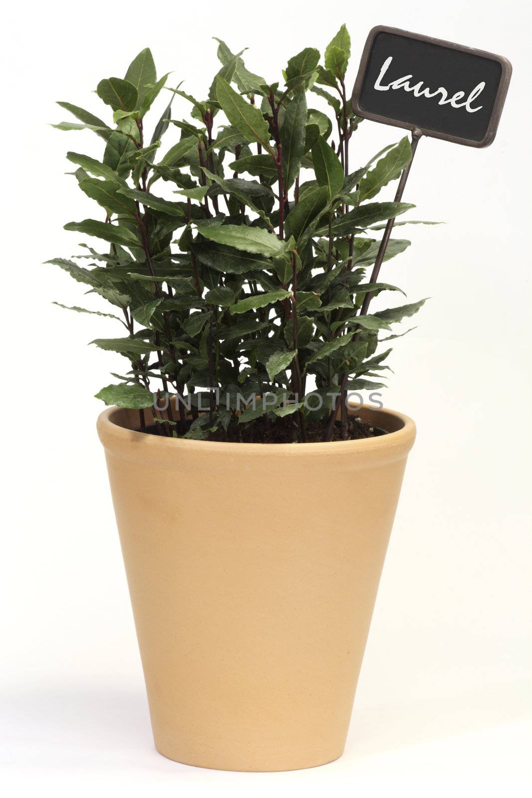 Laurel bush in a flowerpot with label