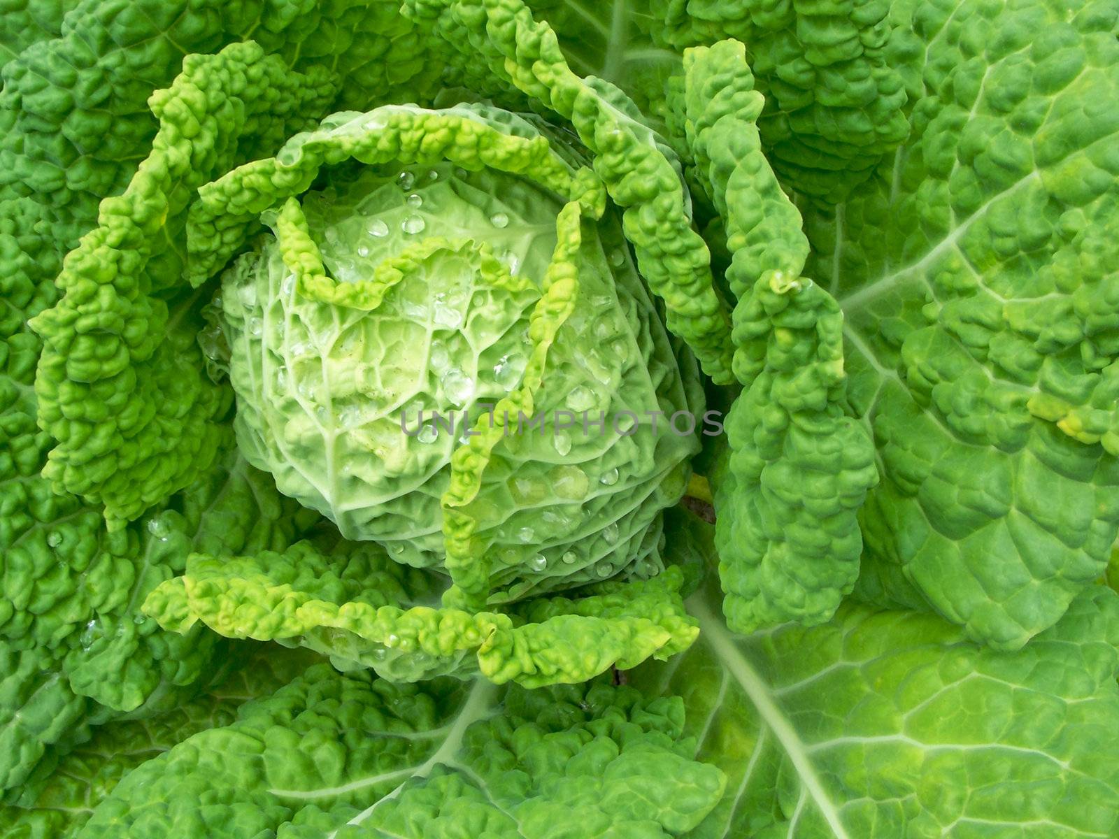 Closeup of a savoy cabbage - outdoor shot