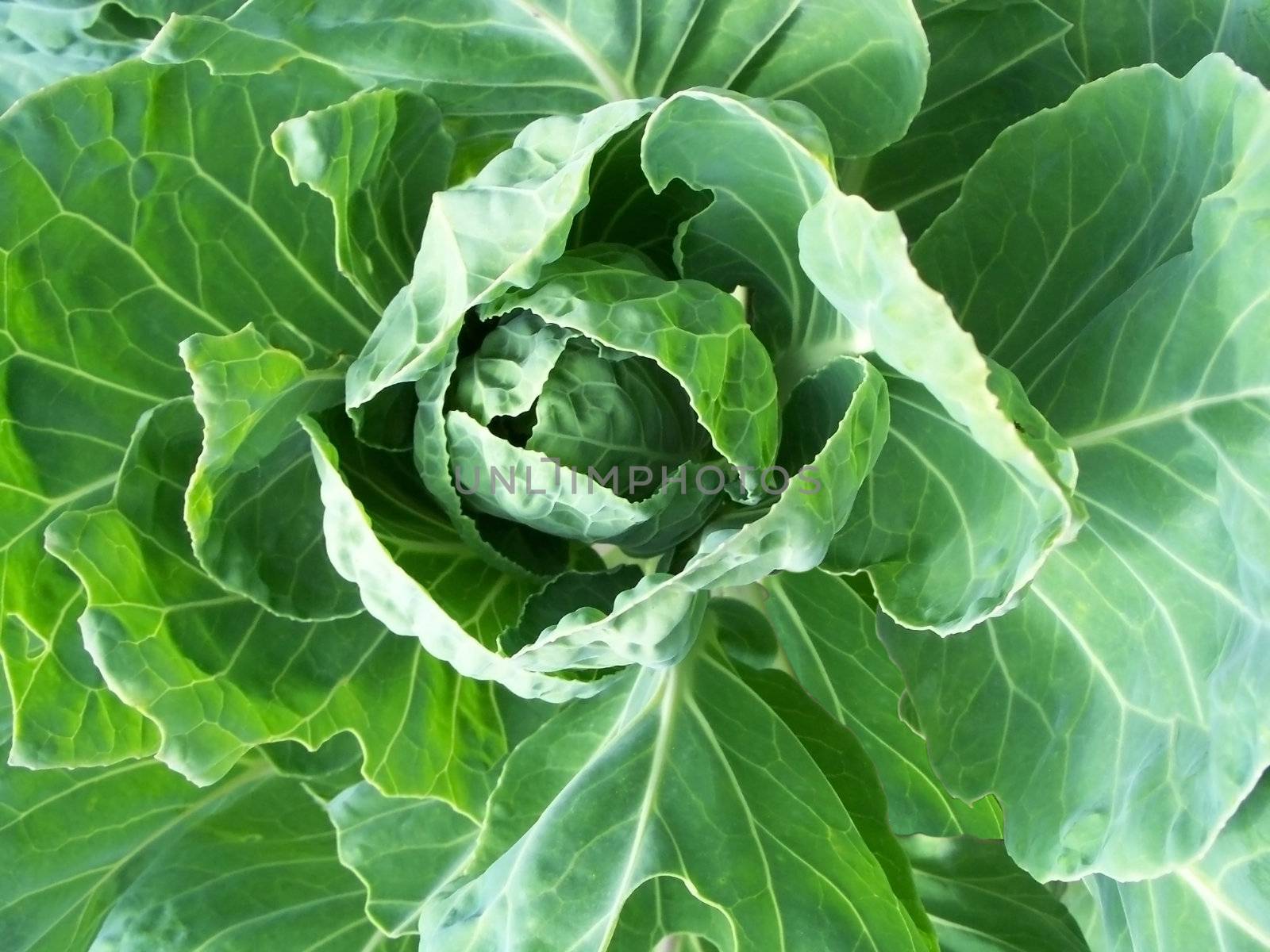 Closeup of a white cabbage - outdoor shot
