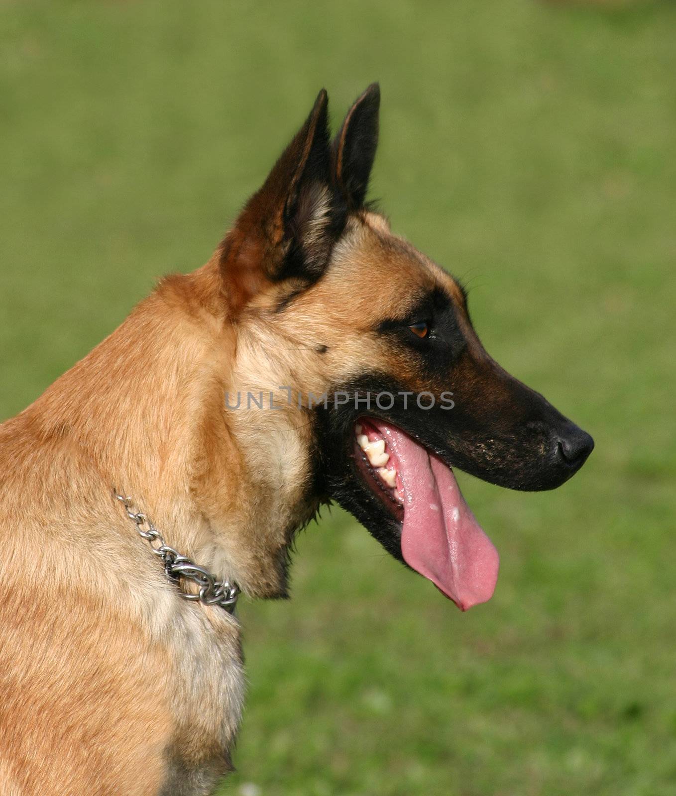 portrait of a purebred belgian sheepdog malinois