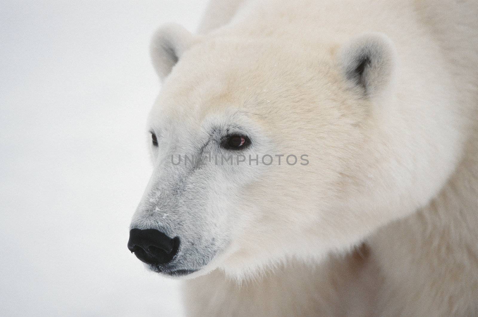 Horizontal portrait of a polar bear. Close up a portrait of a polar bear. Close.