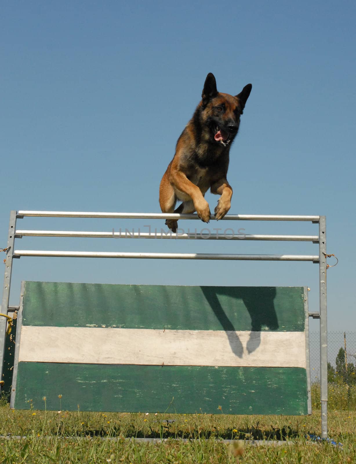 portrait of a purebred belgian sheepdog malinois jumping