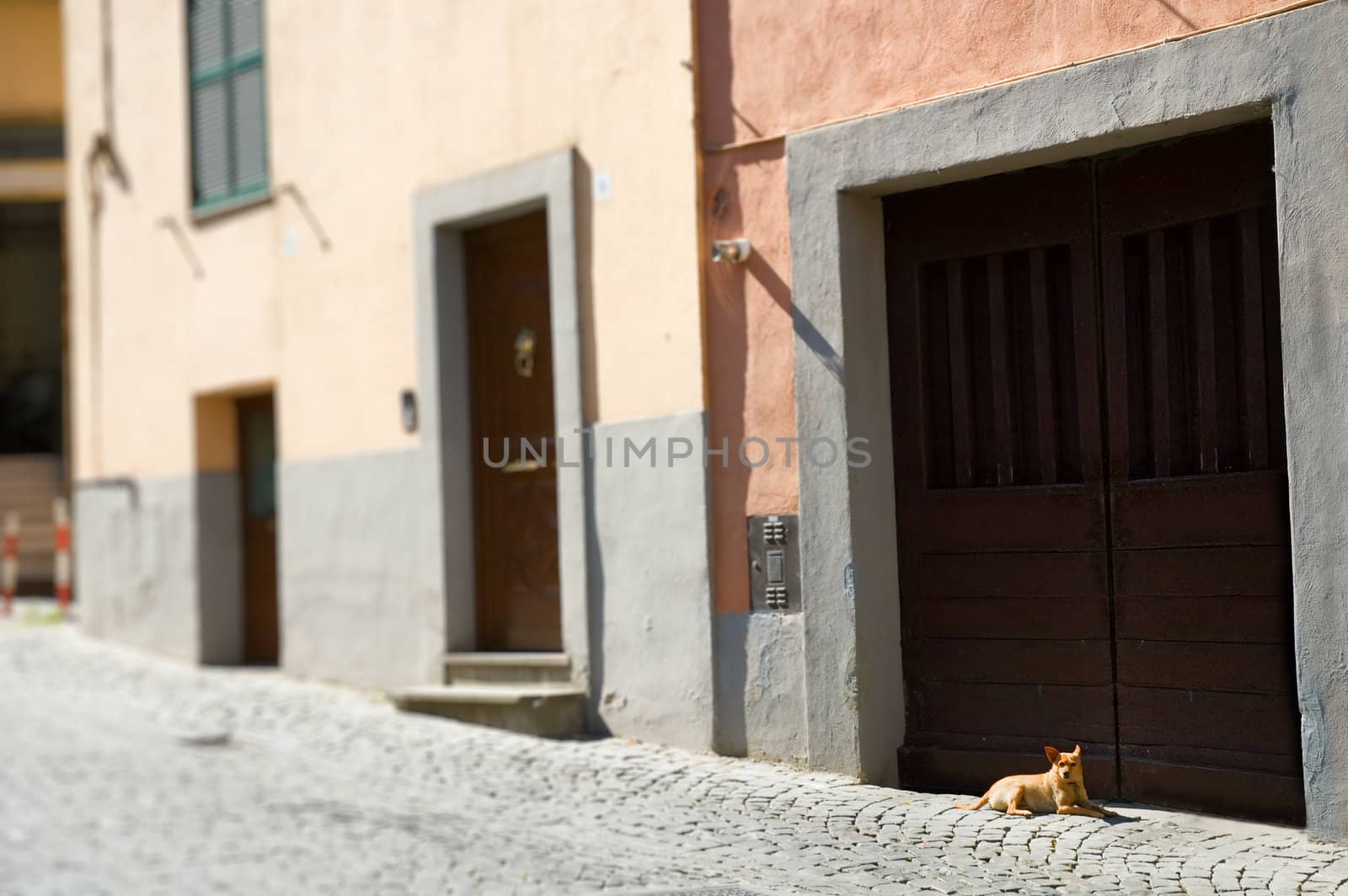 Little dog sitting in front of wooden portal in Italian street. Shallow depth of field.