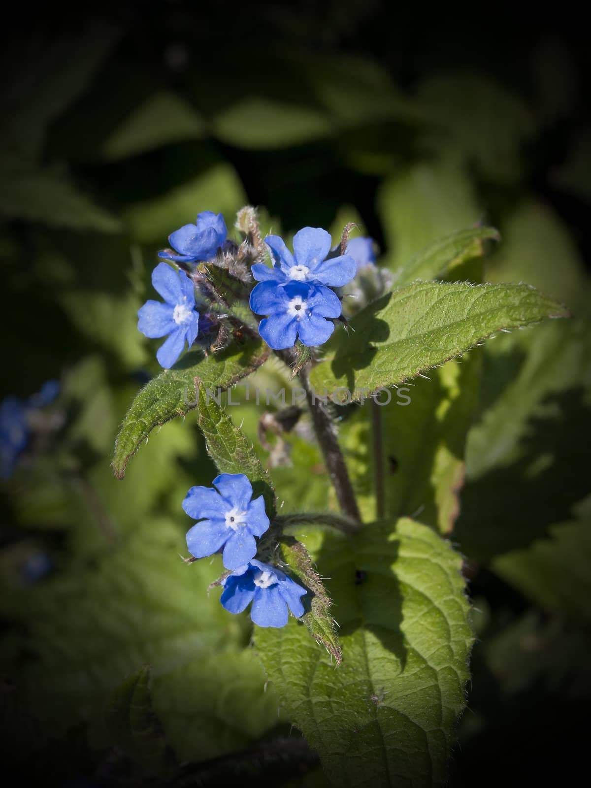 The lovely deep blue flowers of the Green Alkanet plant