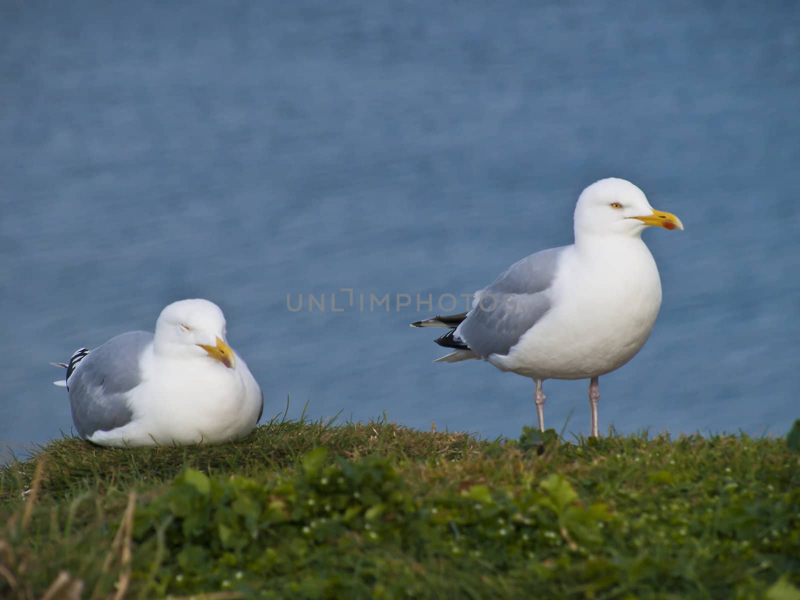Resting on the edge of the cliffs at Whitby this pair of gulls enjoy the sun
