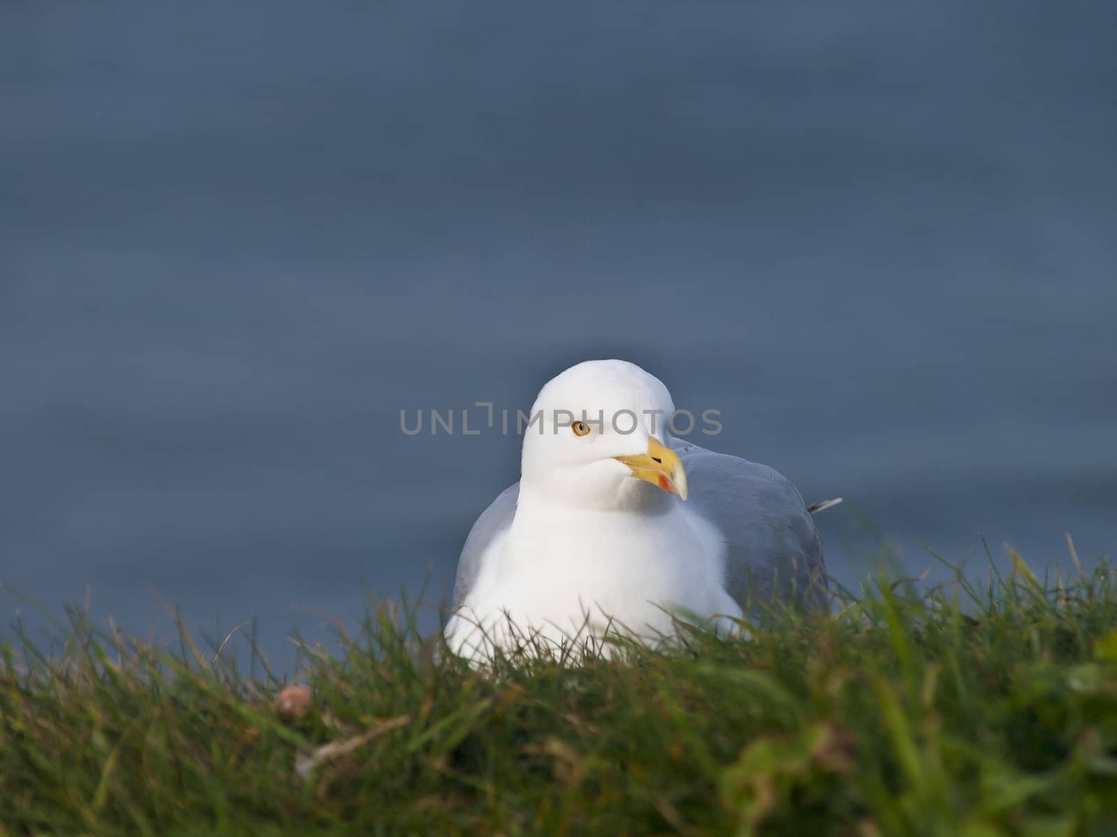 A Herring Gull at rest on its nest on a cliff ledge at Whitby