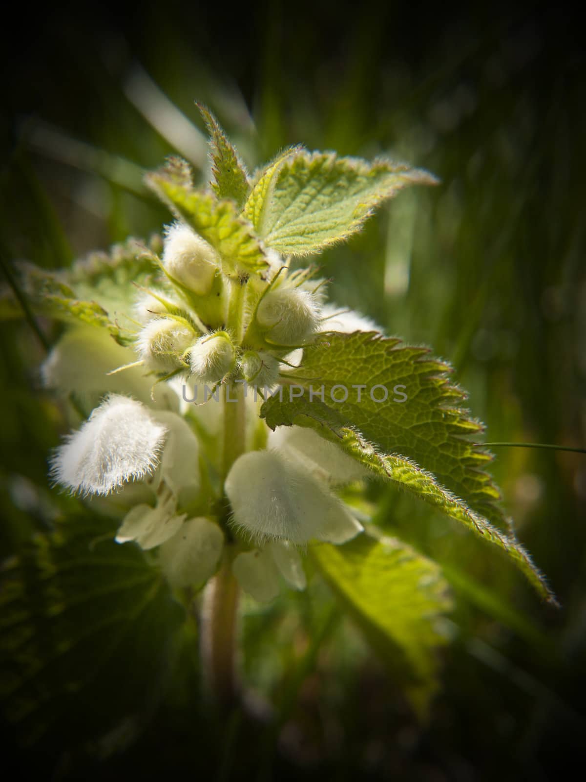 It might sting if touched but the white dead nettle is a beautiful wild flower none the less