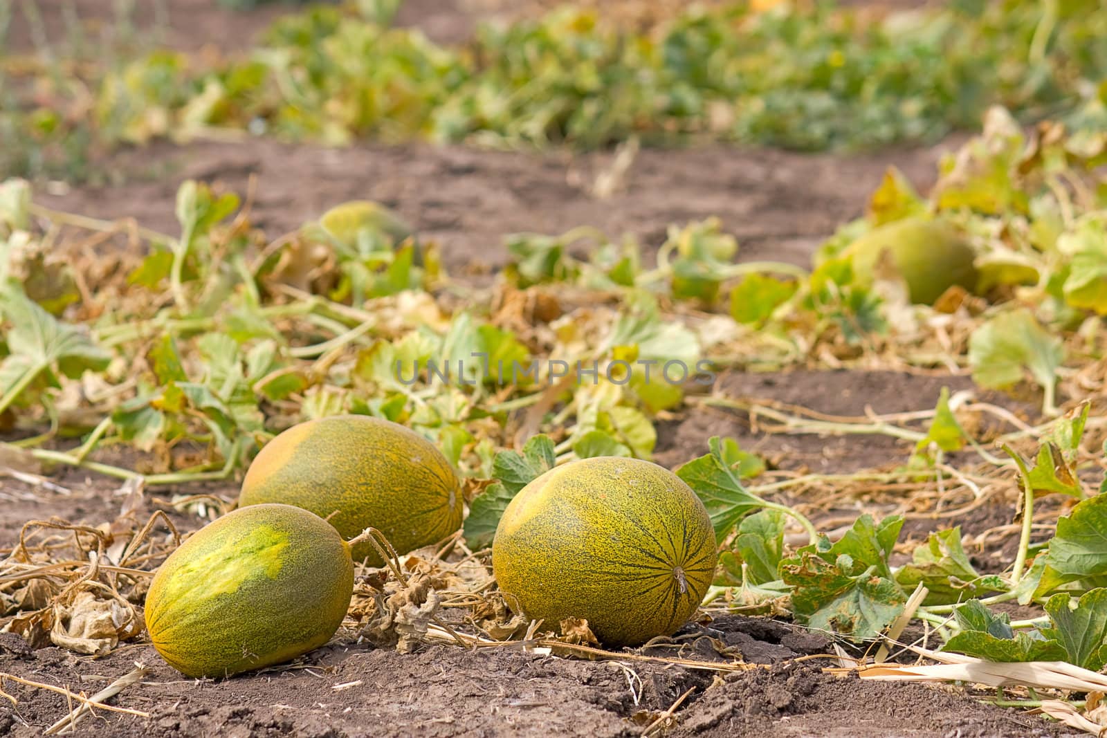 Ripe melons are on the ground on a large field of melons.