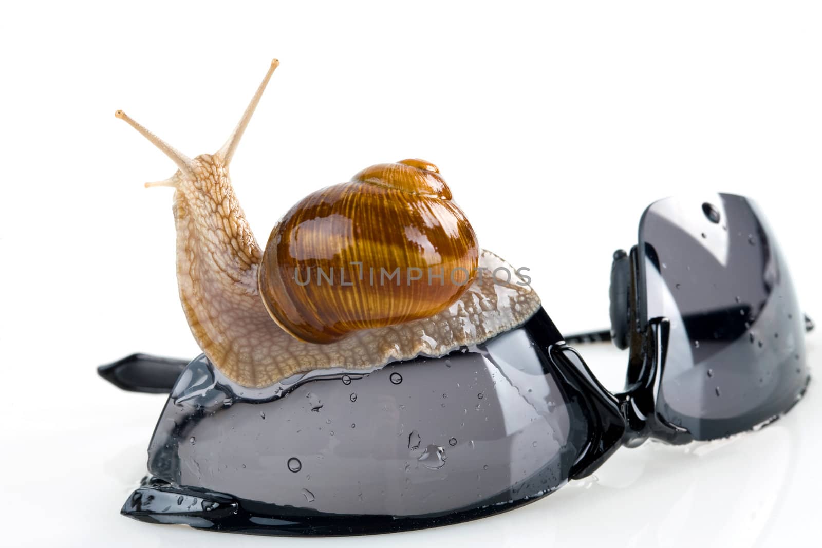 Snail on the sunglasses isolated. Clipping path