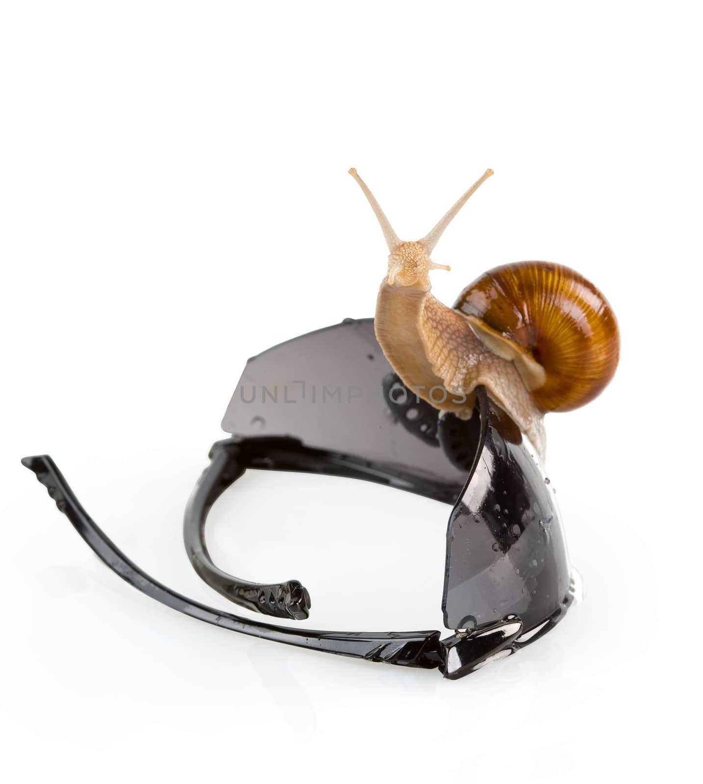 Snail on the sunglasses isolated. Clipping path