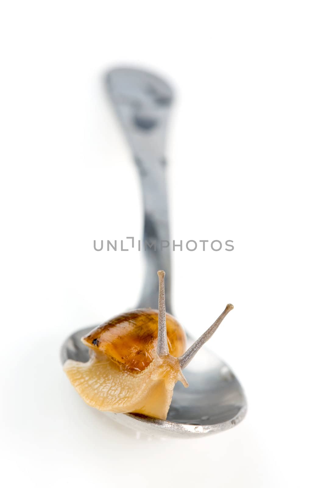 Snailnail on the spoon isolated. Clipping path