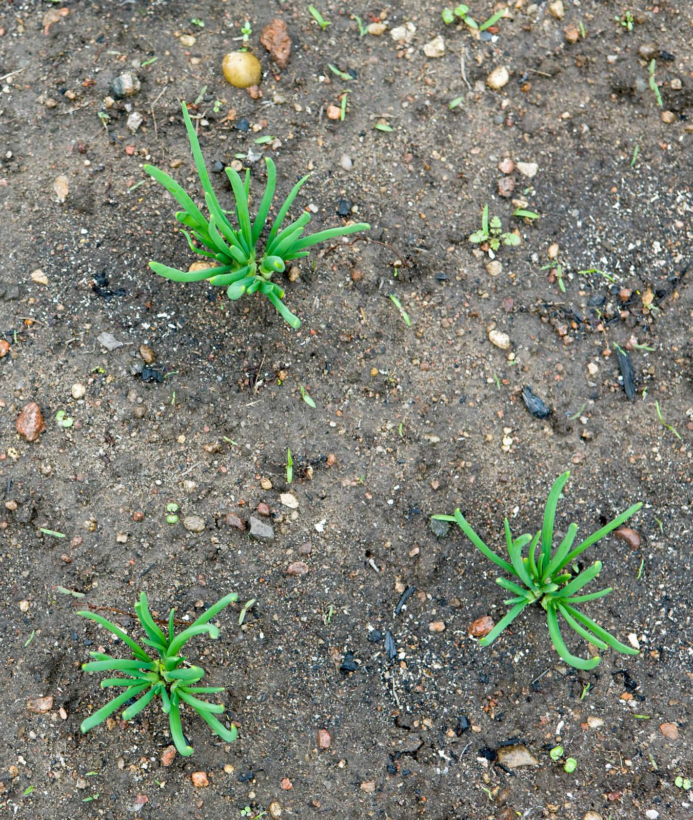 Three green onion germs in the garden