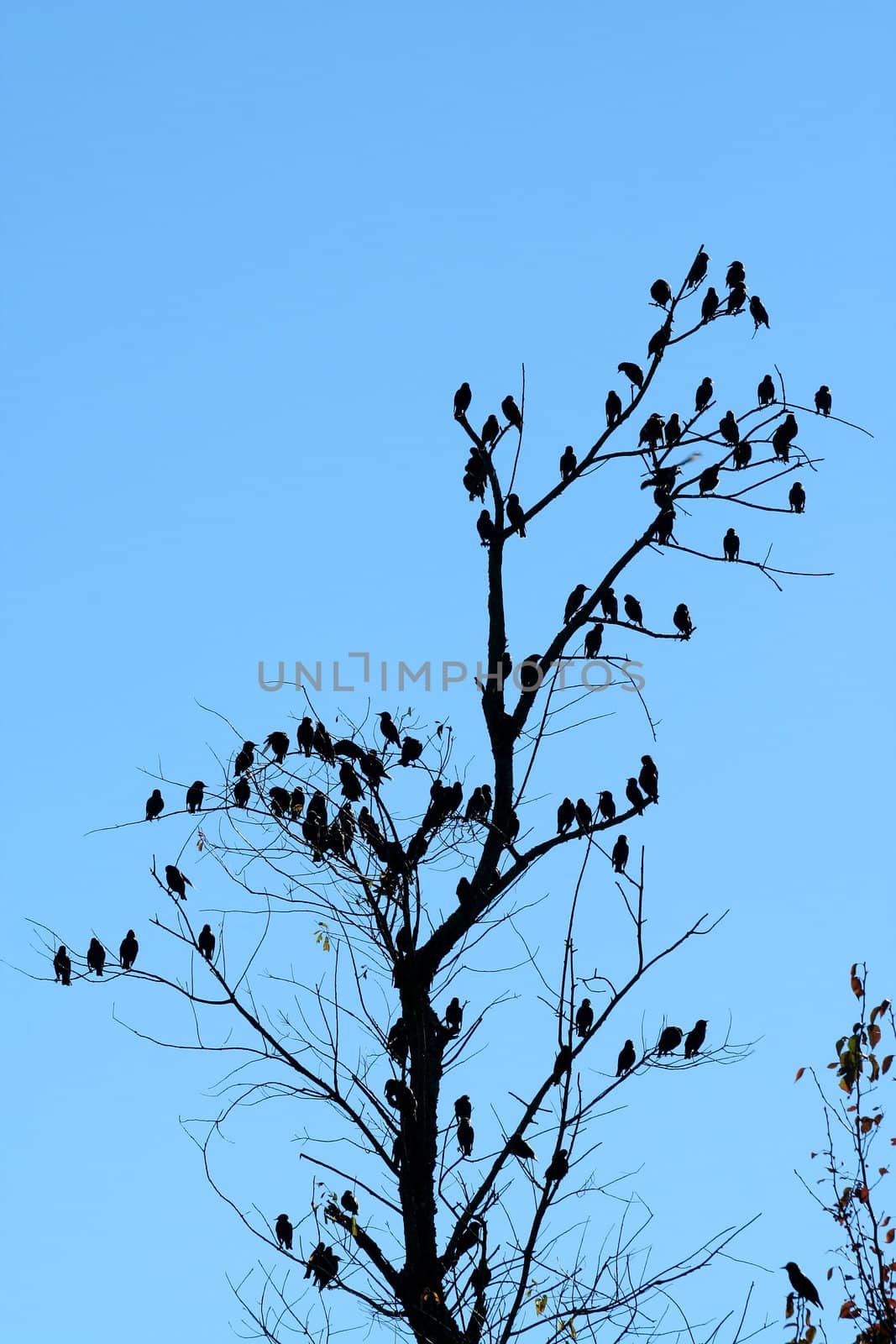Flock of birdsin a tree